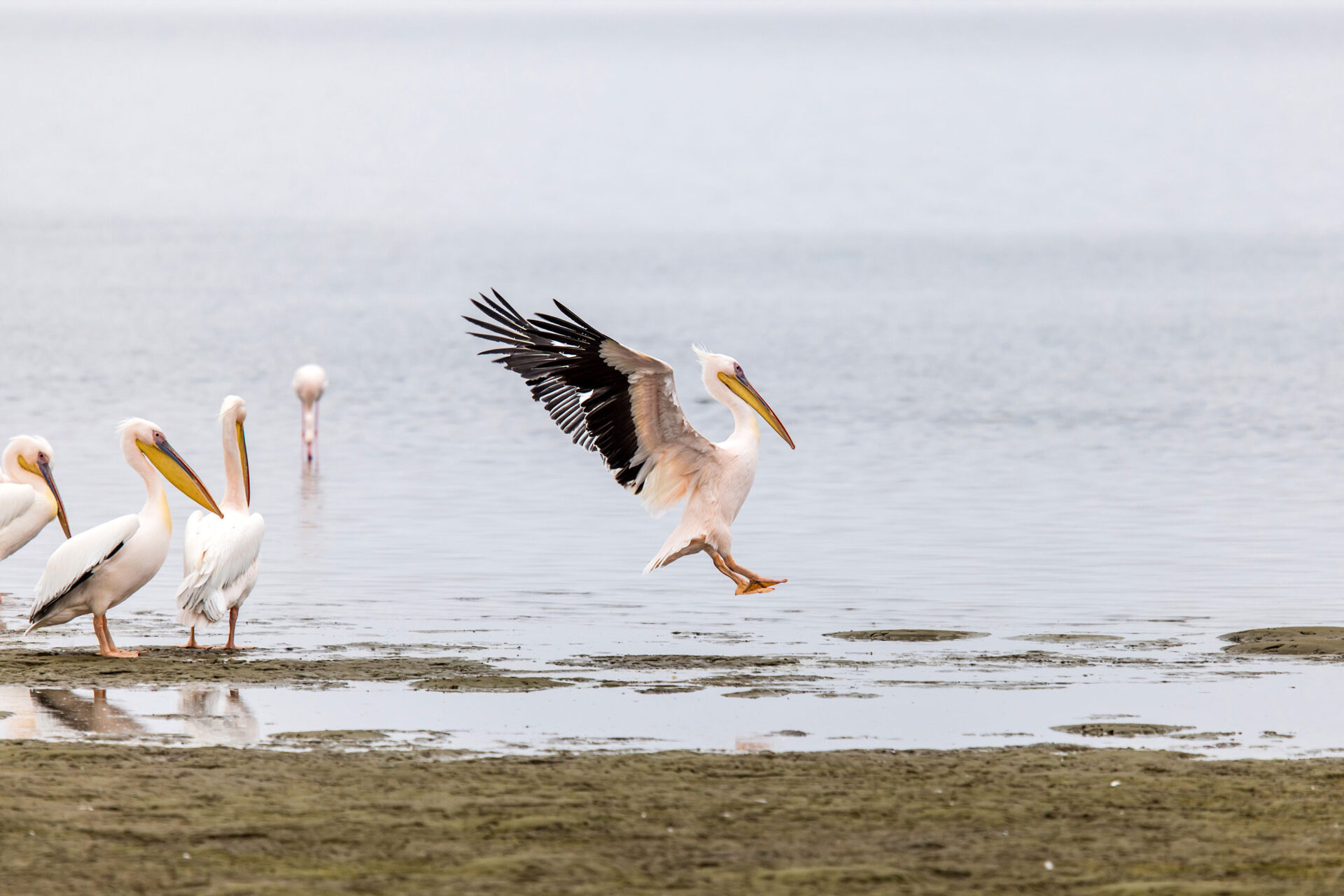 Pelican landing in a shallow lagoon in Walvis Bay, Namibia