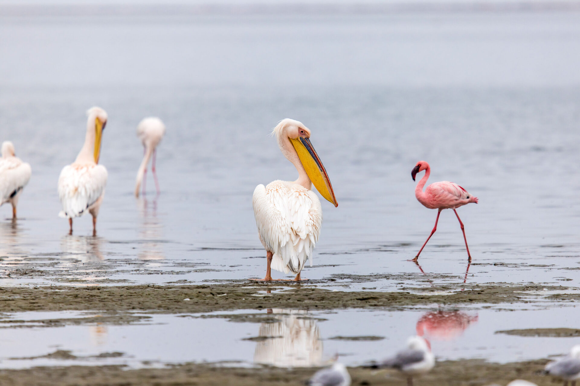 Pelicans and flamingos in a shallow lagoon in Walvis Bay, Namibia