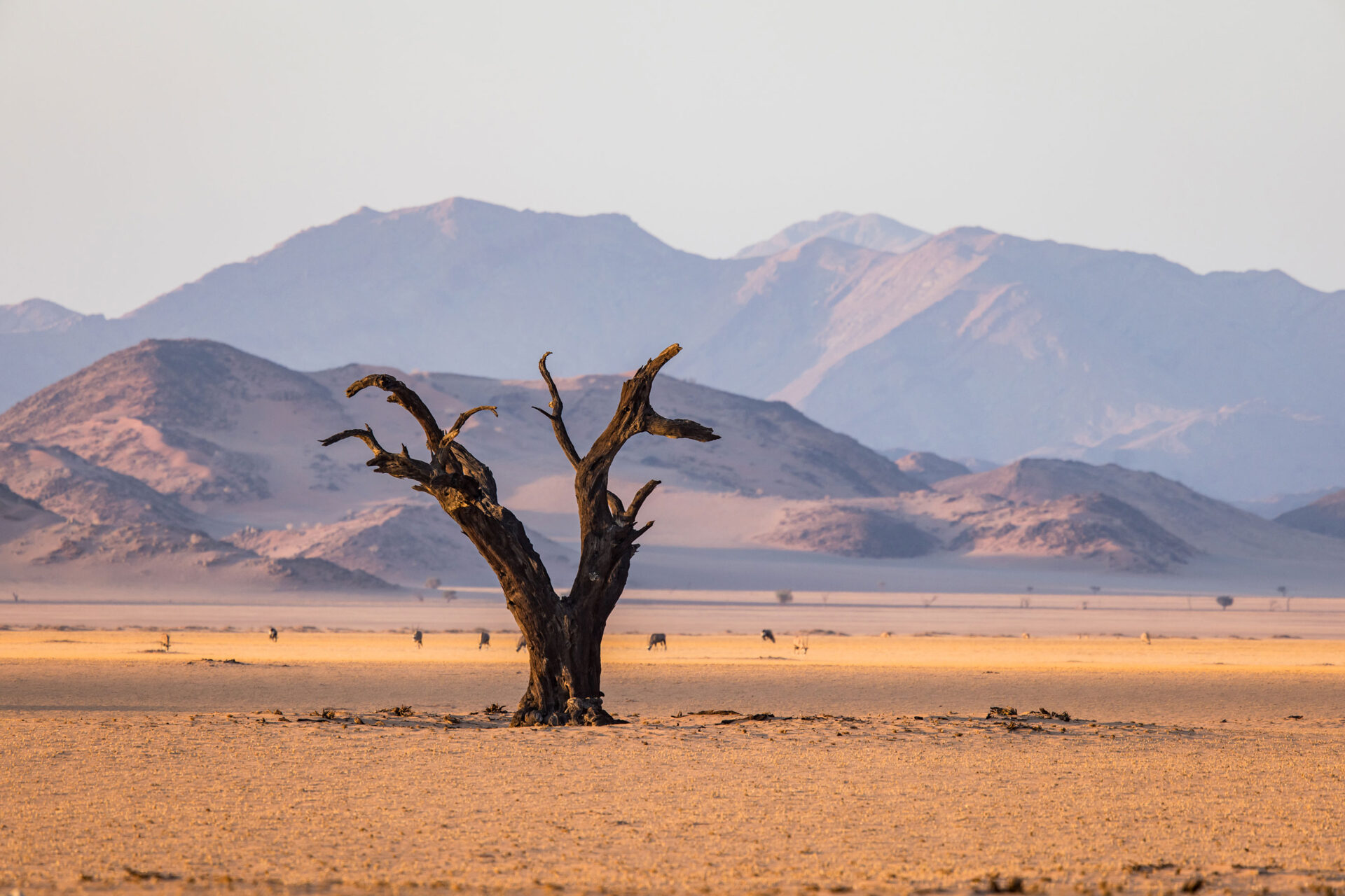 Petrified tree in the Namib Desert at sunset