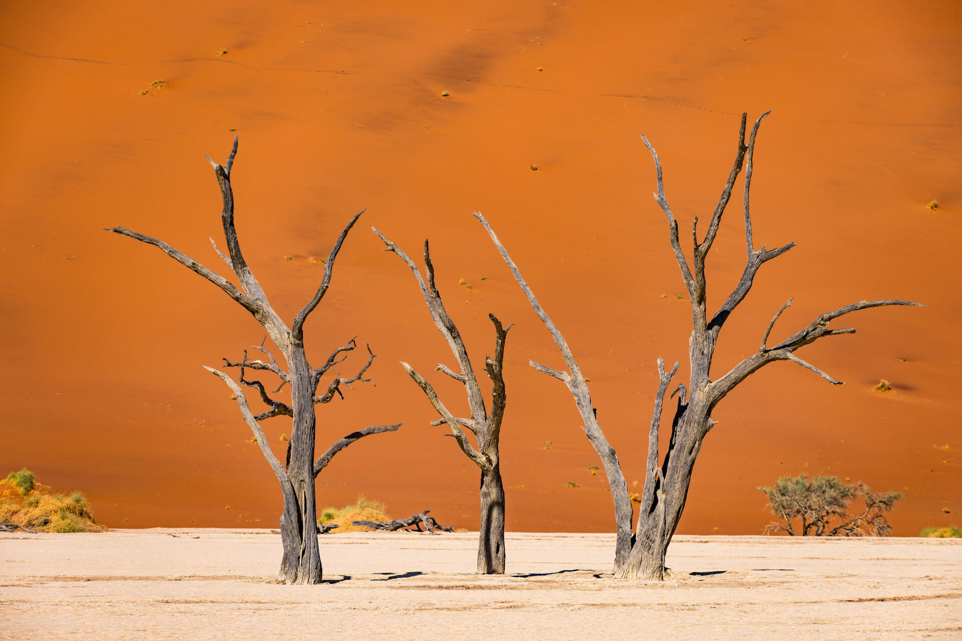 Petrified trees in front of the orange sand dunes at Deadvlei, Namibia
