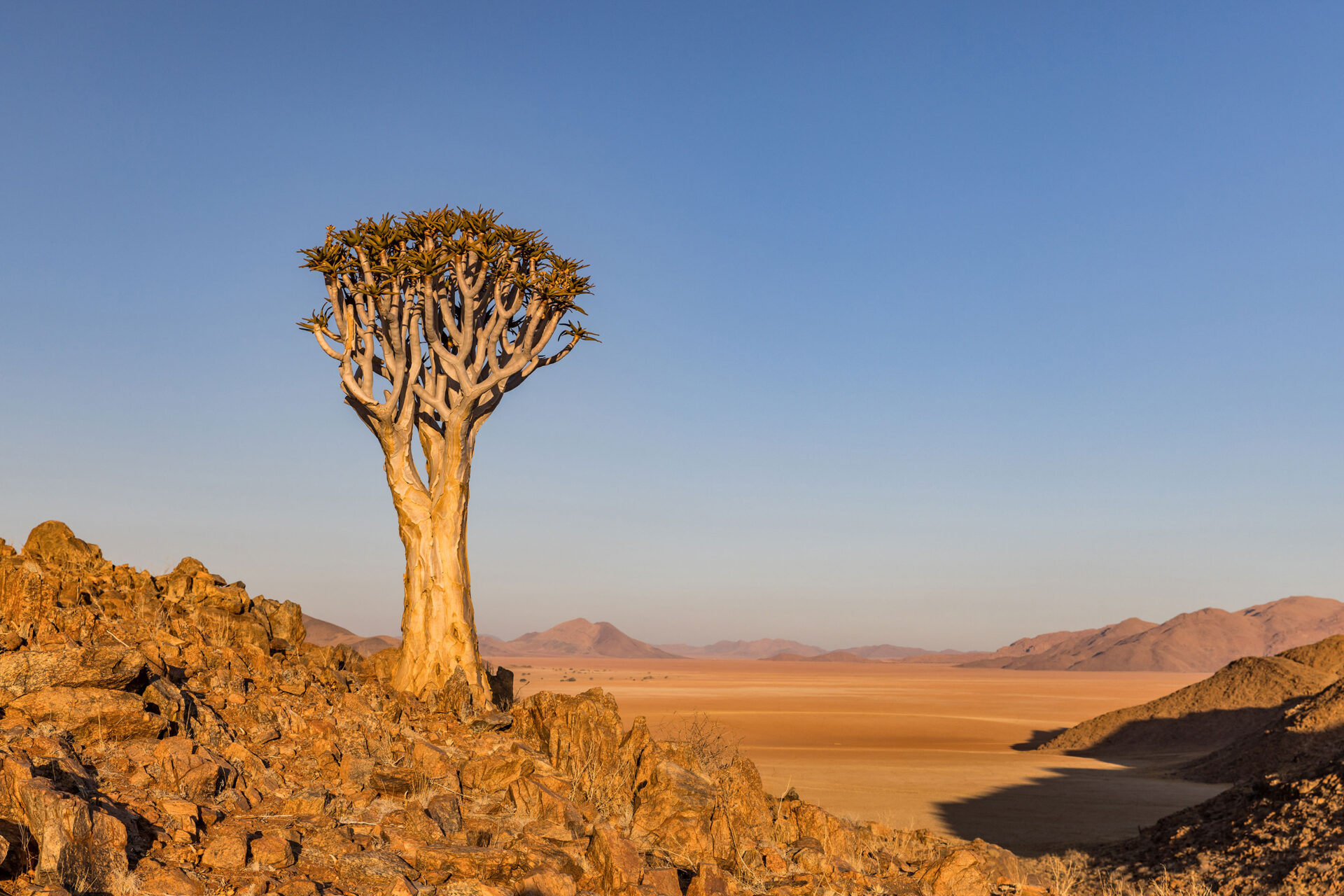 Quiver tree in the Namib Desert, Namibia