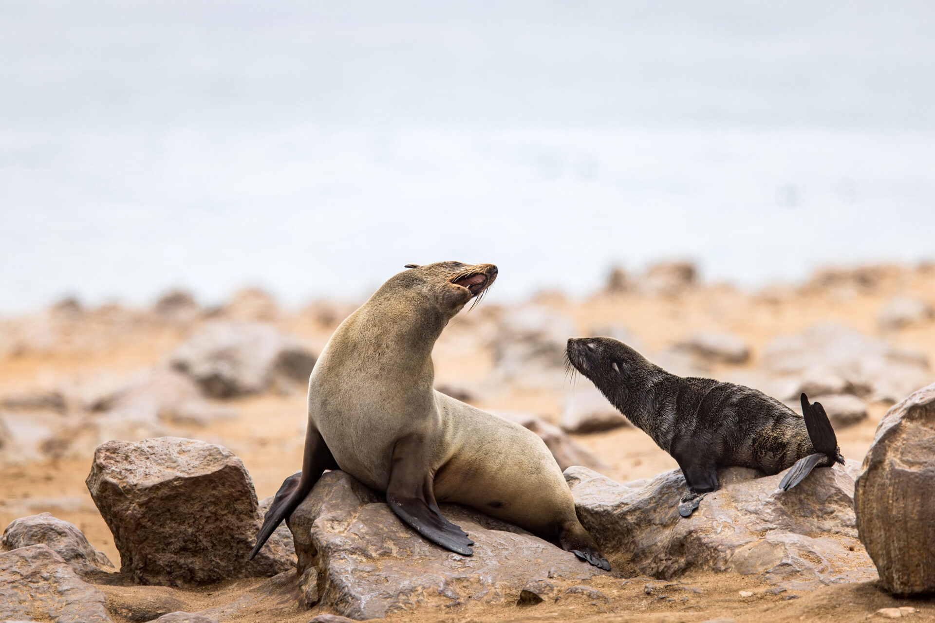 Cape fur seals in Namibia