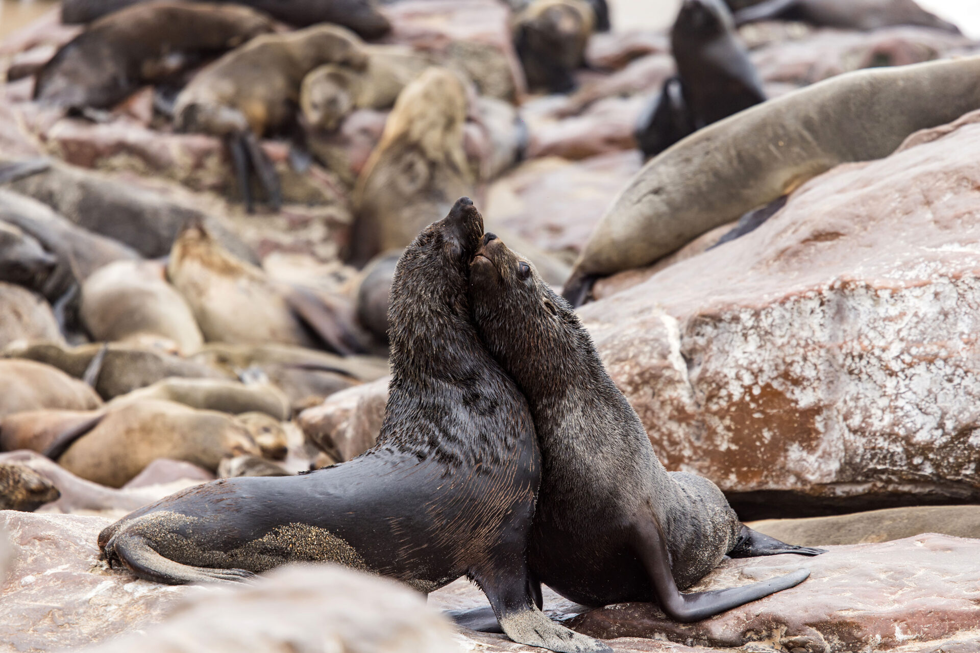 Cape fur seals mating at Cape Cross Seal Reserve, Namibia
