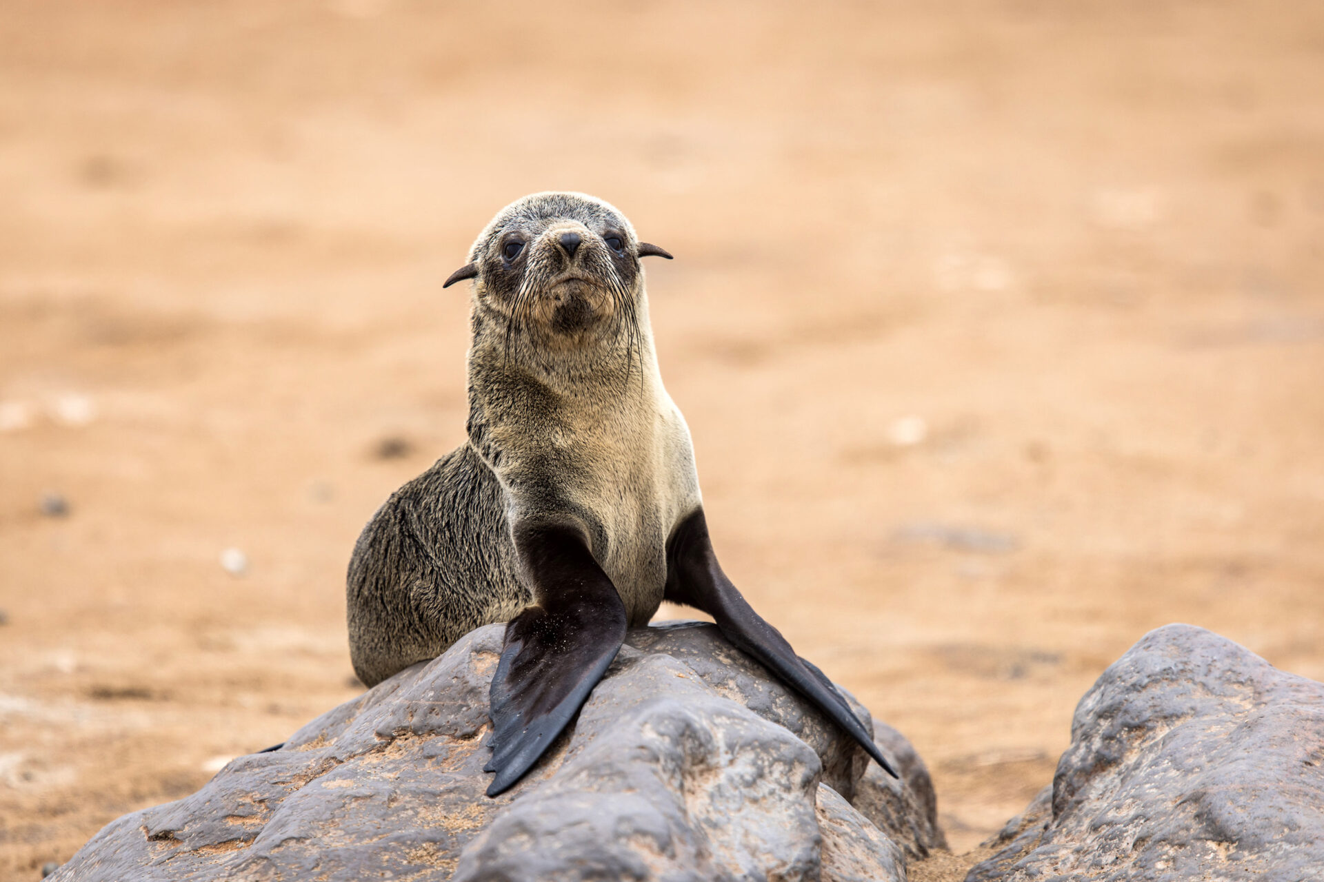 Cape fur seal pup at the Cape Cross Seal Reserve, Namibia