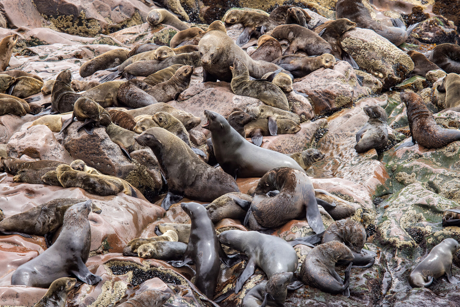 Many cape fur seals on the rocks at Cape Cross Seal Reserve, Namibia