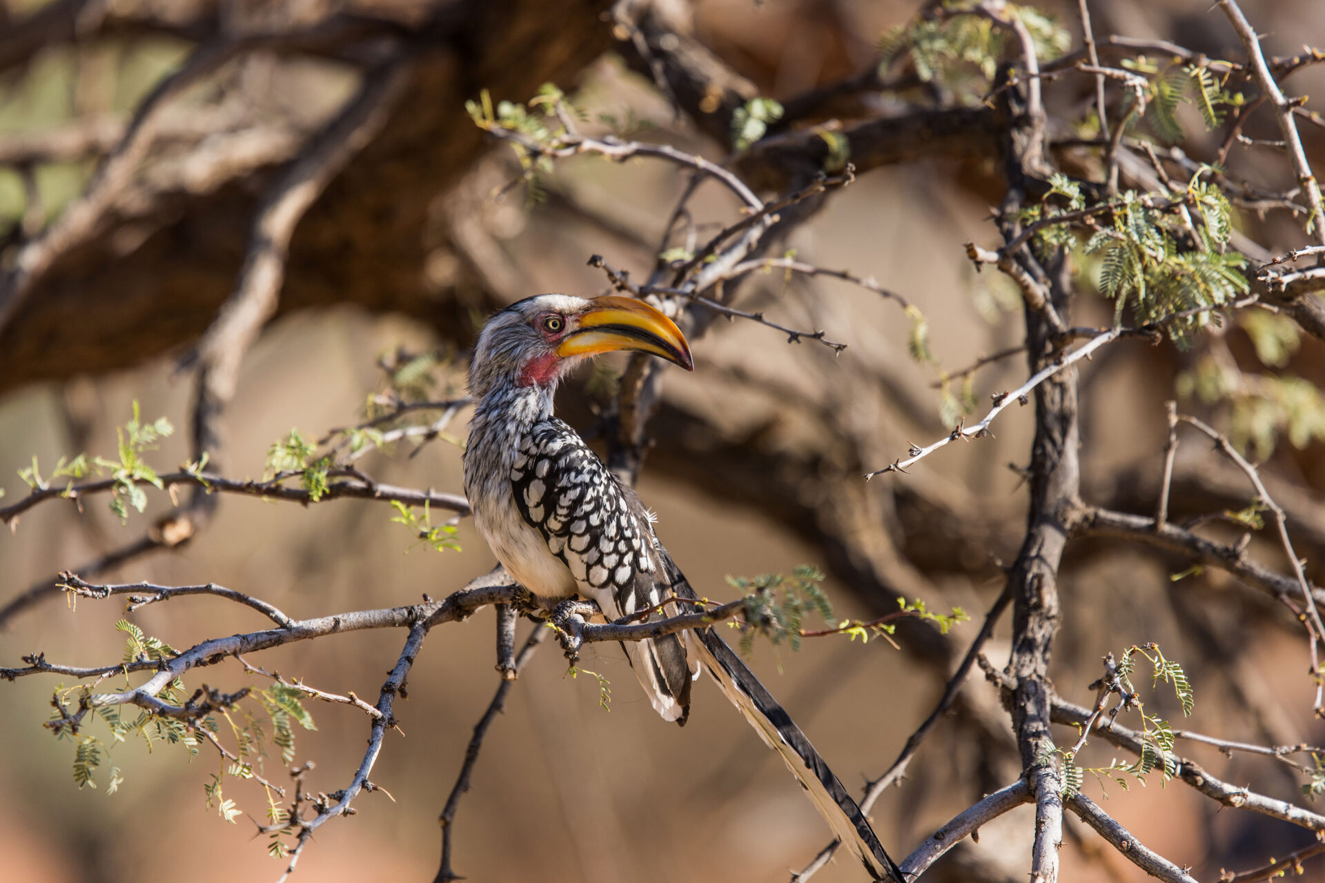 Southern yellow-billed hornbill in the Kalahari Desert, Namibia
