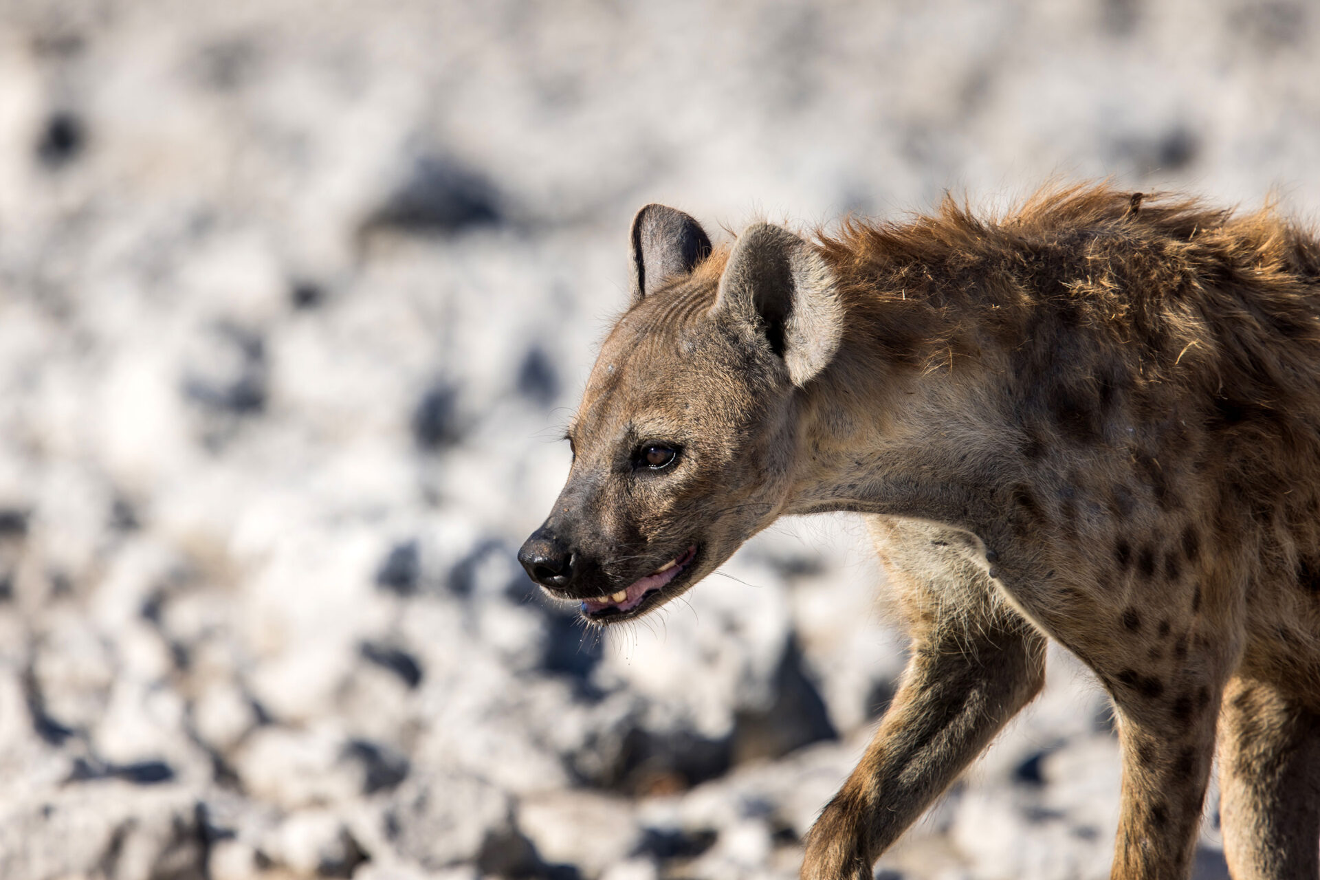 Spotted hyena in Etosha National Park, Namibia