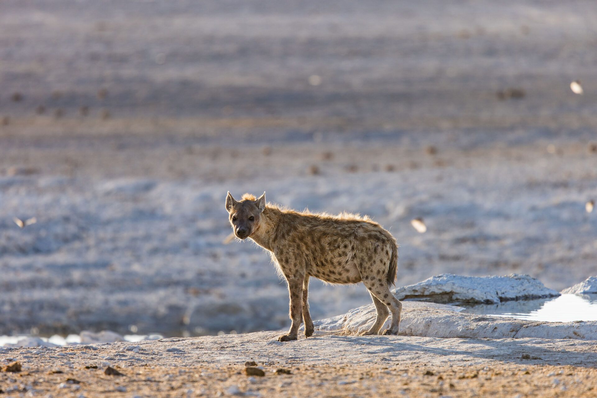 Spotted hyena near a waterhole in Etosha National Park, Namibia
