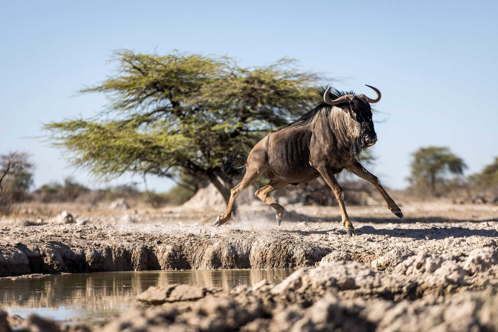 Startled wildebeest at the Onkolo Hide in Onguma Private Reserve, Namibia