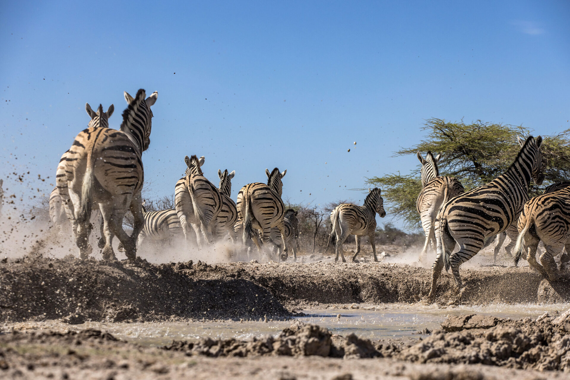 Startled zebras in Etosha National Park, Namibia