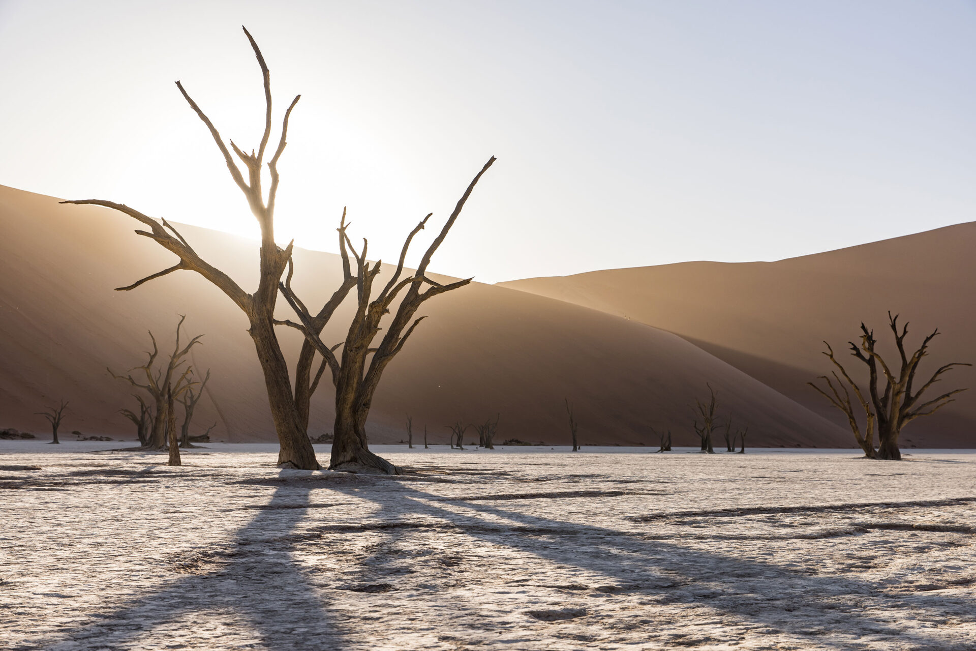 First sunlight hitting the petrified trees of Deadvlei, Namibia