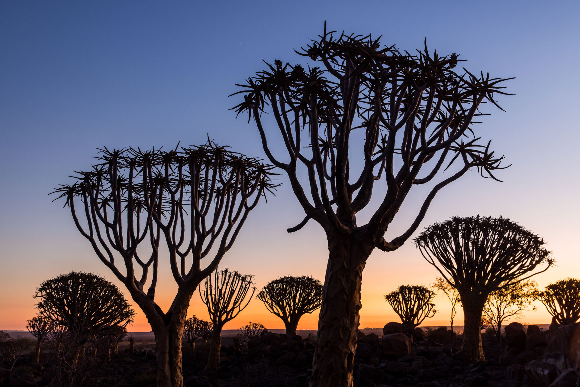 Silhouette shot of the Quiver tree forest, known as the Kokerboomwoud, in Namibia