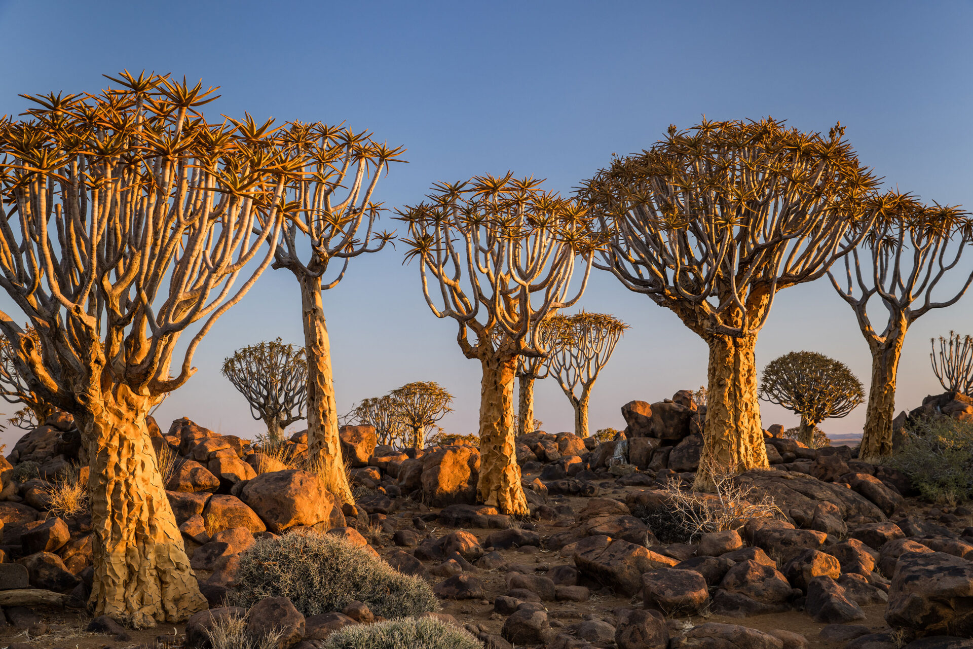 Quiver trees at sunset in Keetmanshoop, Namibia