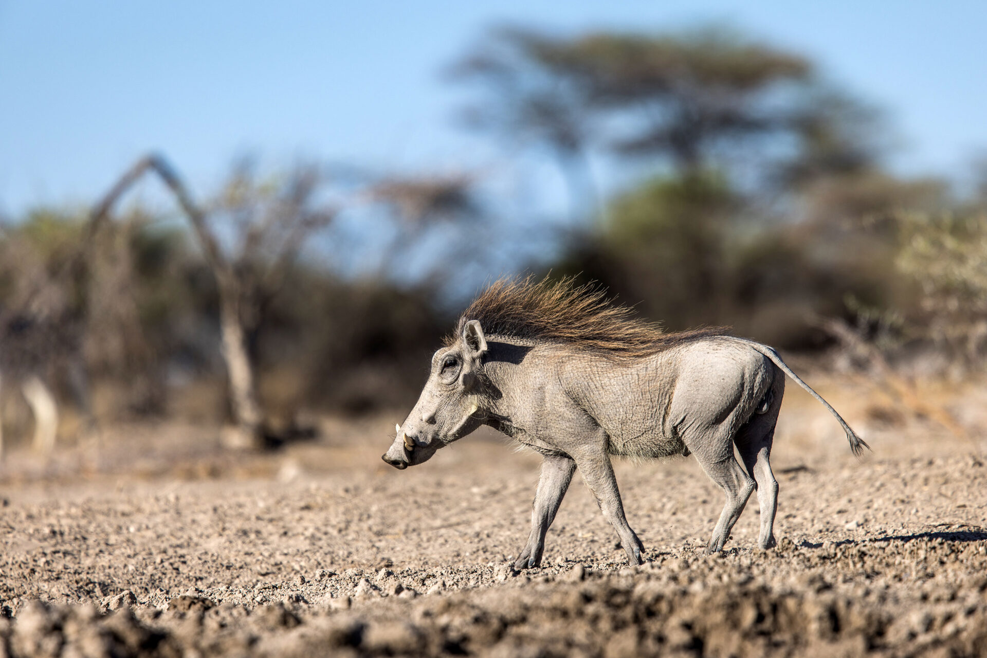 Warthog at the Onkolo Hide in Onguma Private Reserve, Namibia