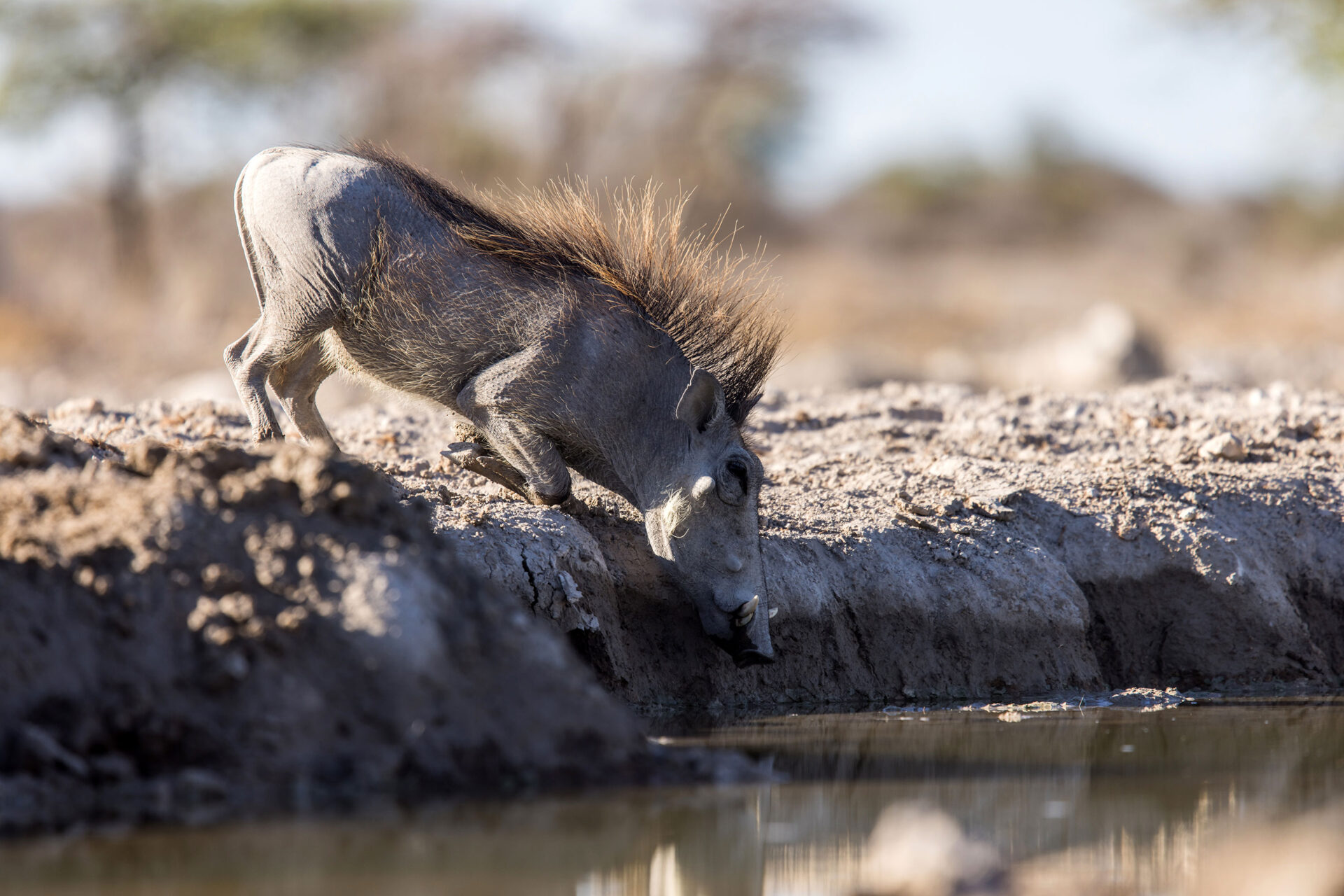 Warthog at Onkolo Hide in Onguma Private Reserve, Namibia 