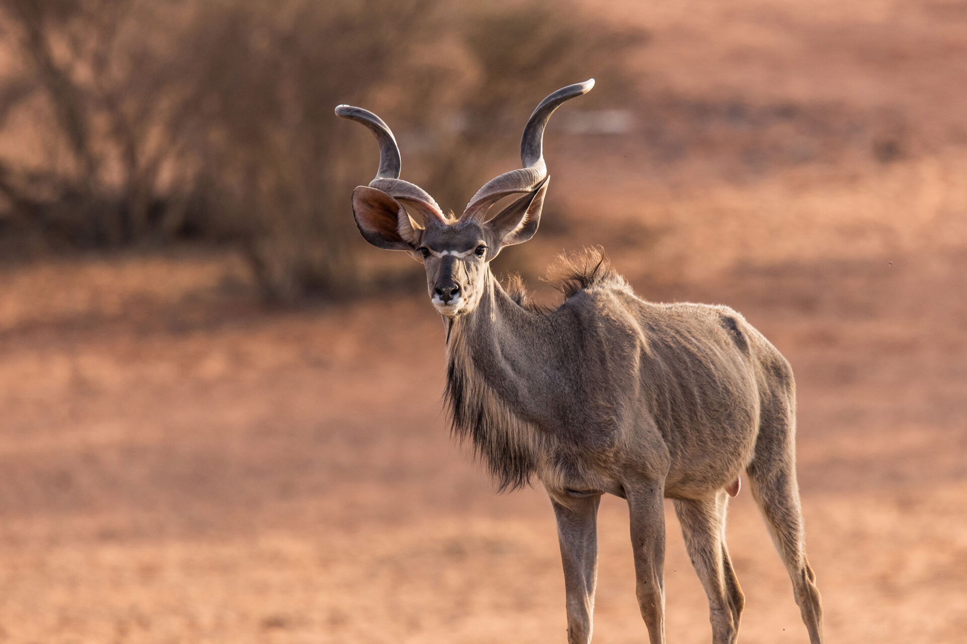 A kudu antelope in the Kalahari Desert, Namibia