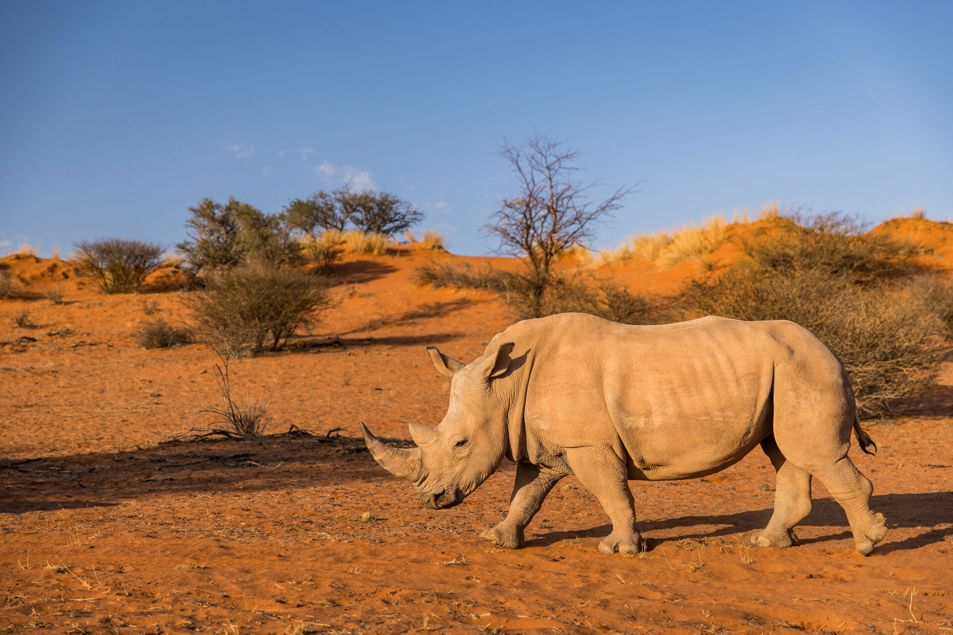 White rhino walking through the red sand of the Kalahari Desert, Namibia