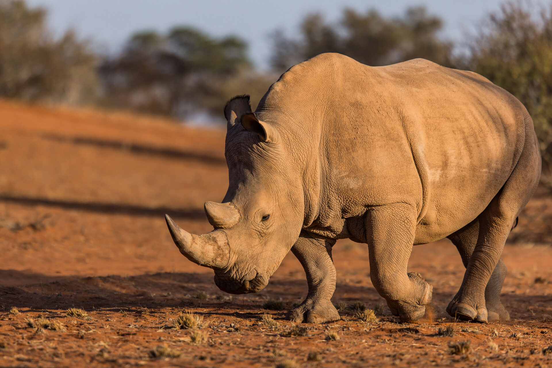 Close-up of a white rhino in the Kalahari Desert, Namibia