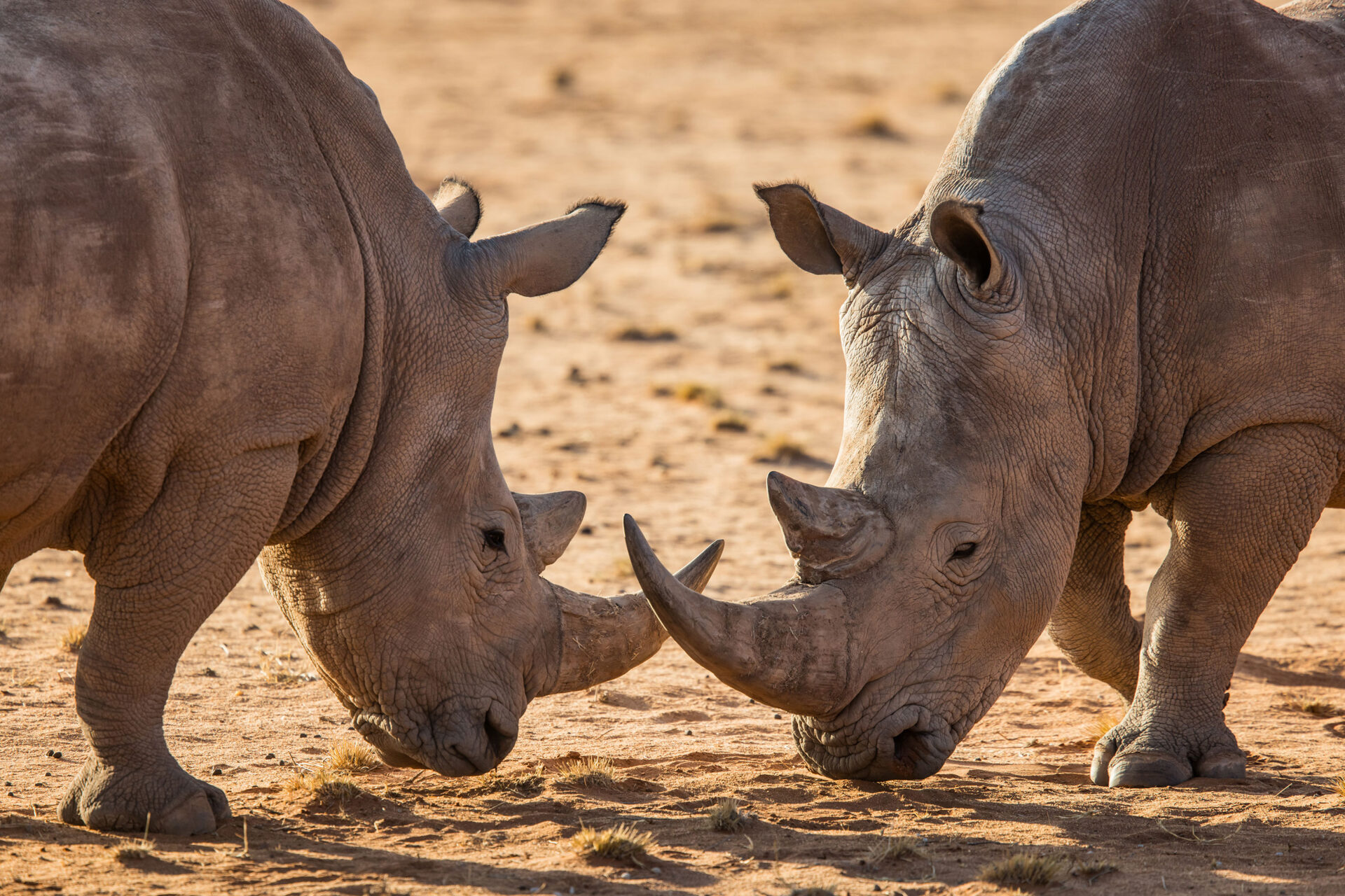 White rhinos with horns in the Kalahari Desert, Namibia