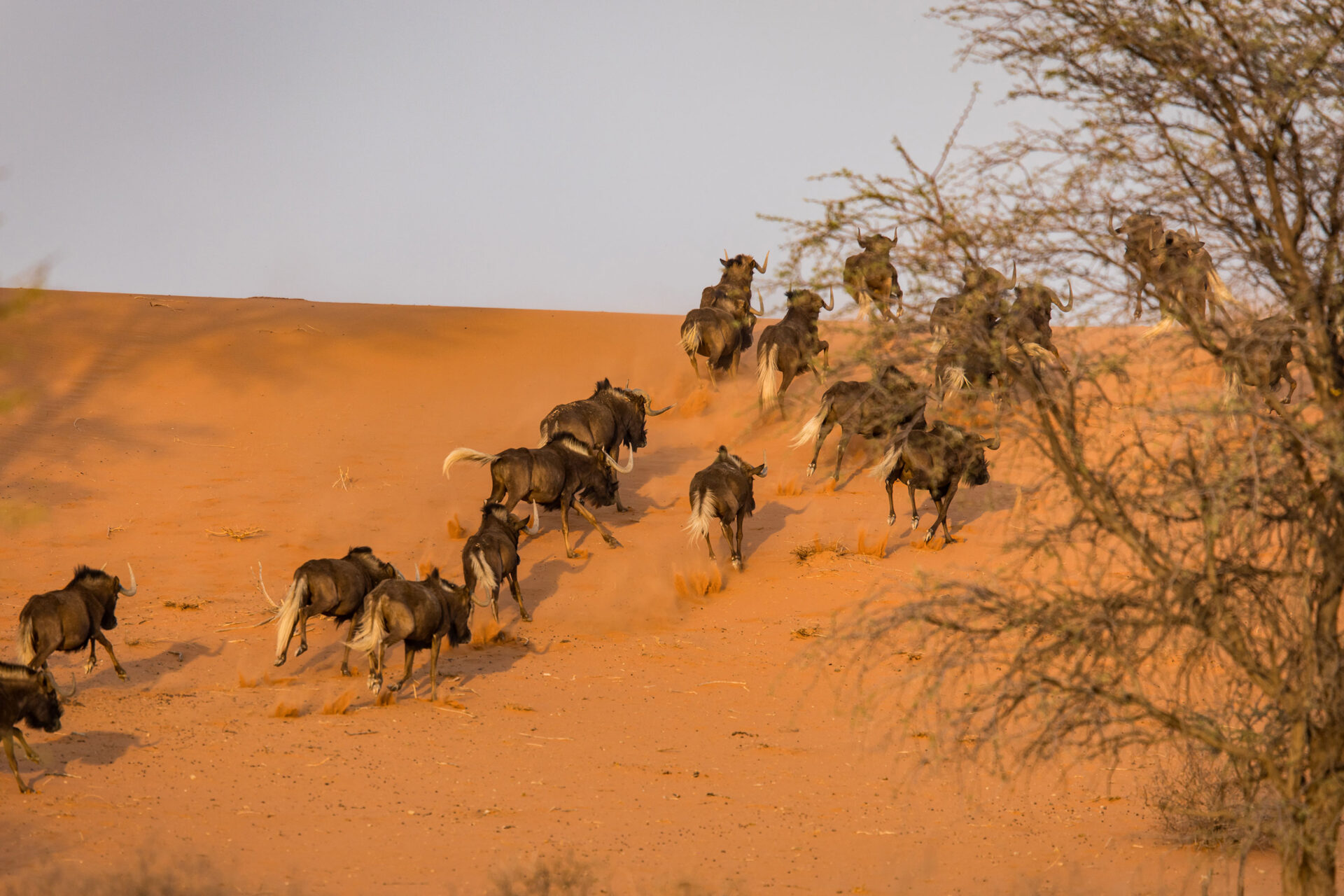 Wildebeest on the run in the red sand of the Kalahari Desert, Namibia