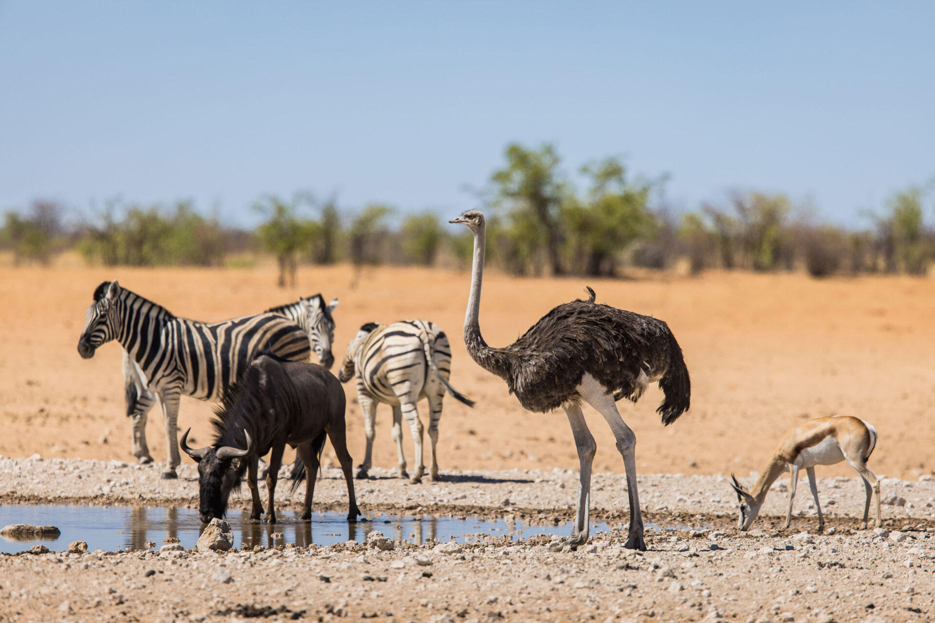 Ostrich, wildebeest and zebra at a waterhole in Etosha National Park, Namibia
