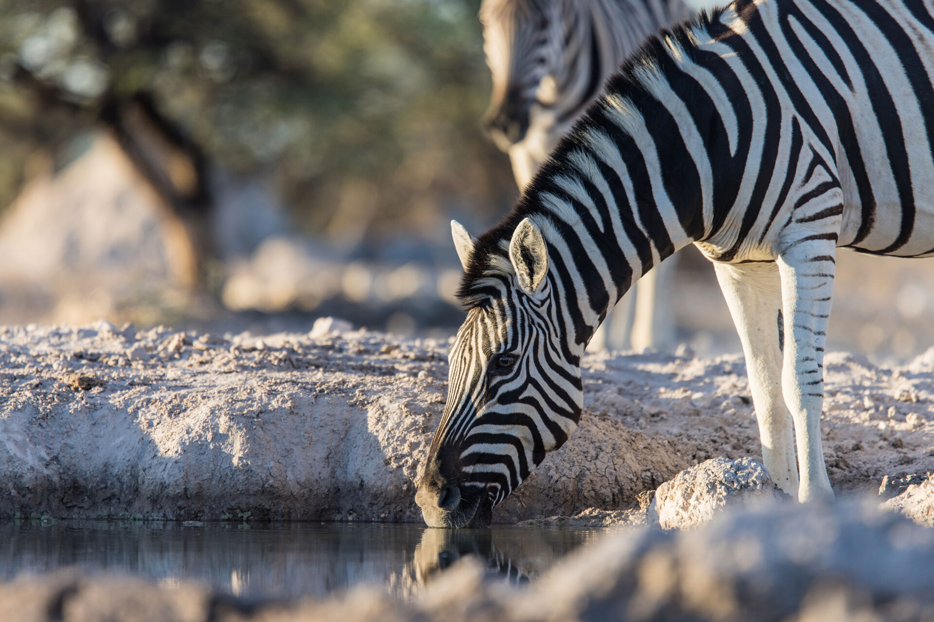 Zebra drinking water as seen from the Onkolo Hide in Onguma Private Reserve, Namibia