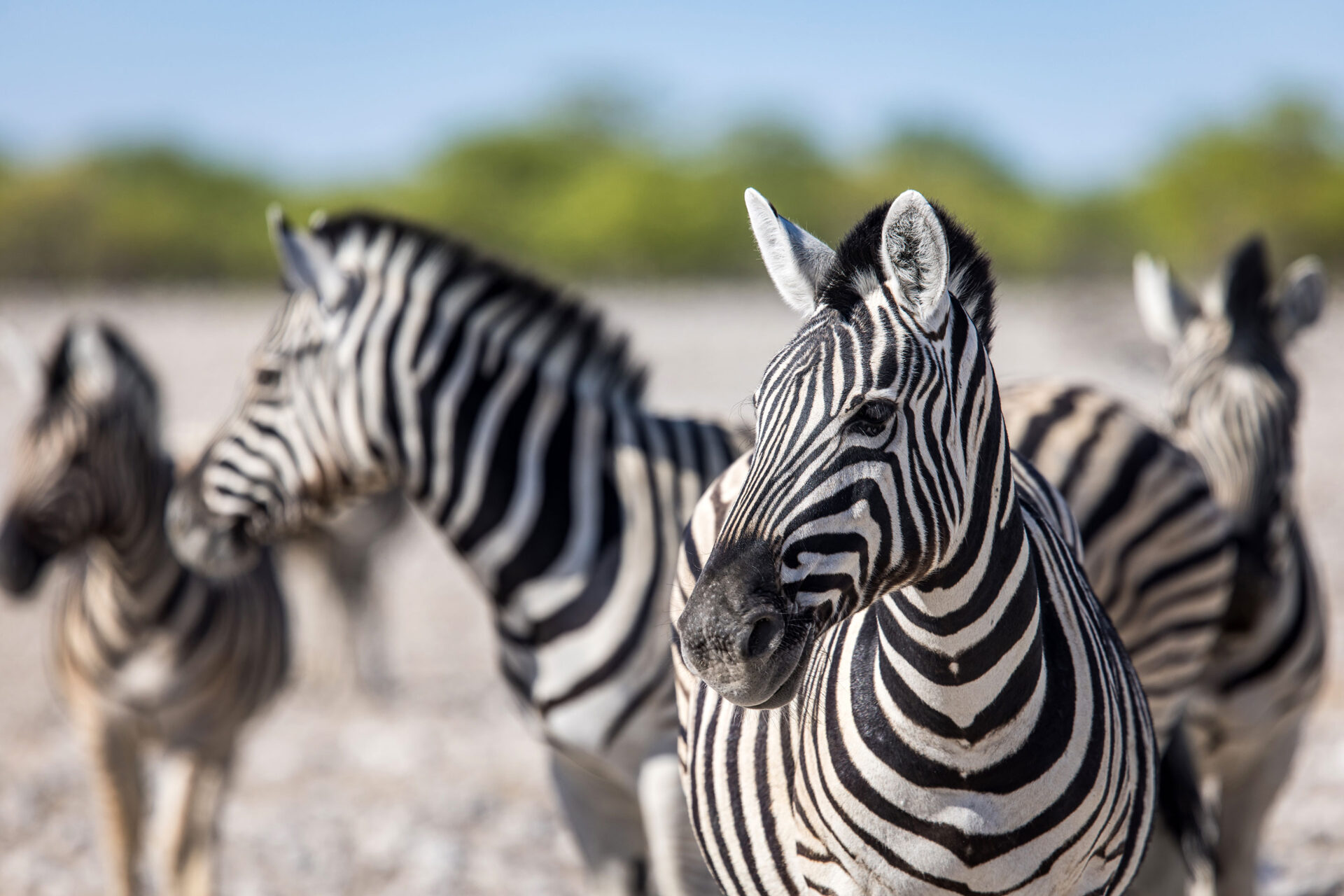 Close-up of zebras in Etosha National Park, Namibia