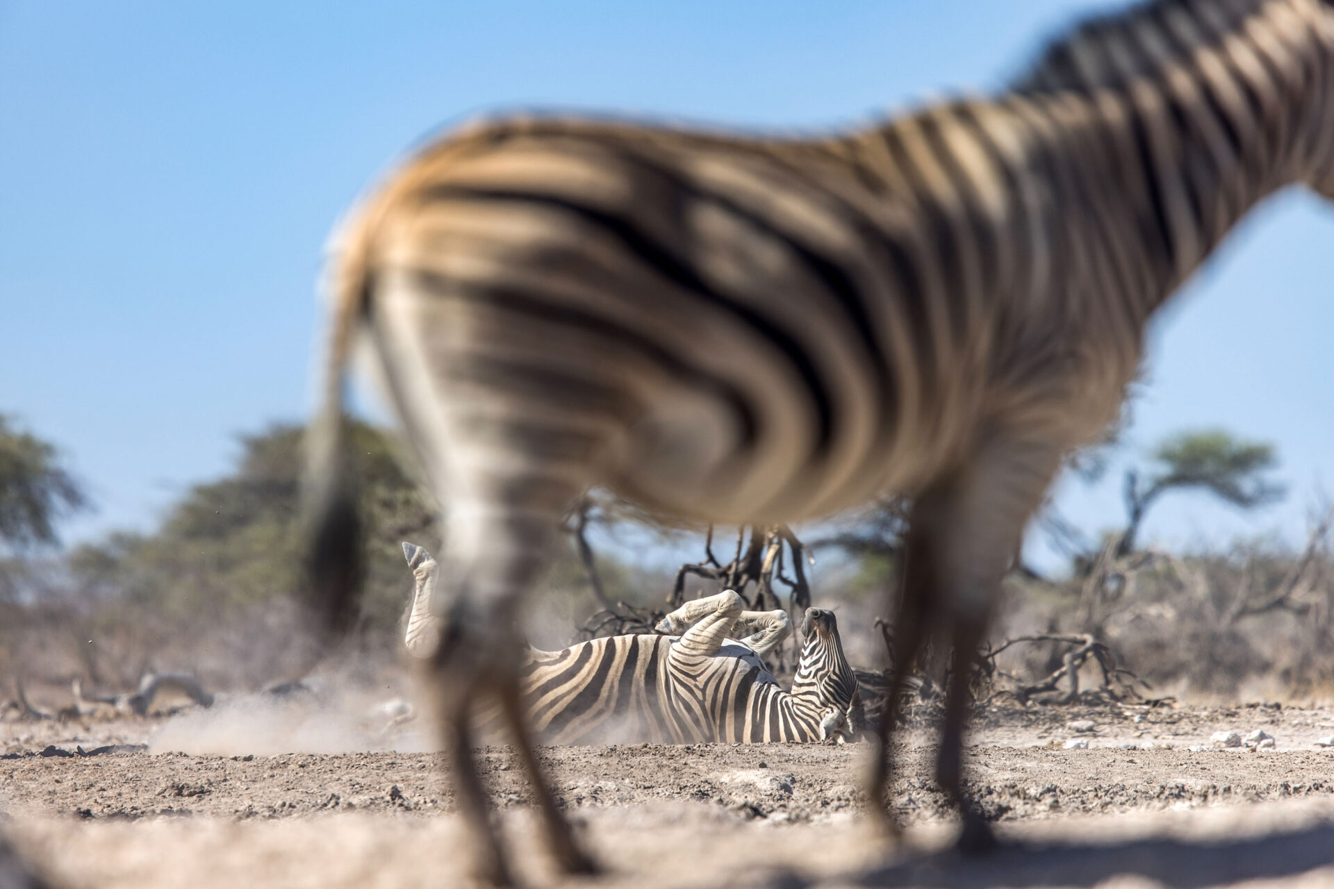 Zebra rolling in the mud at Onkolo Hide in Onguma Private Reserve, Namibia