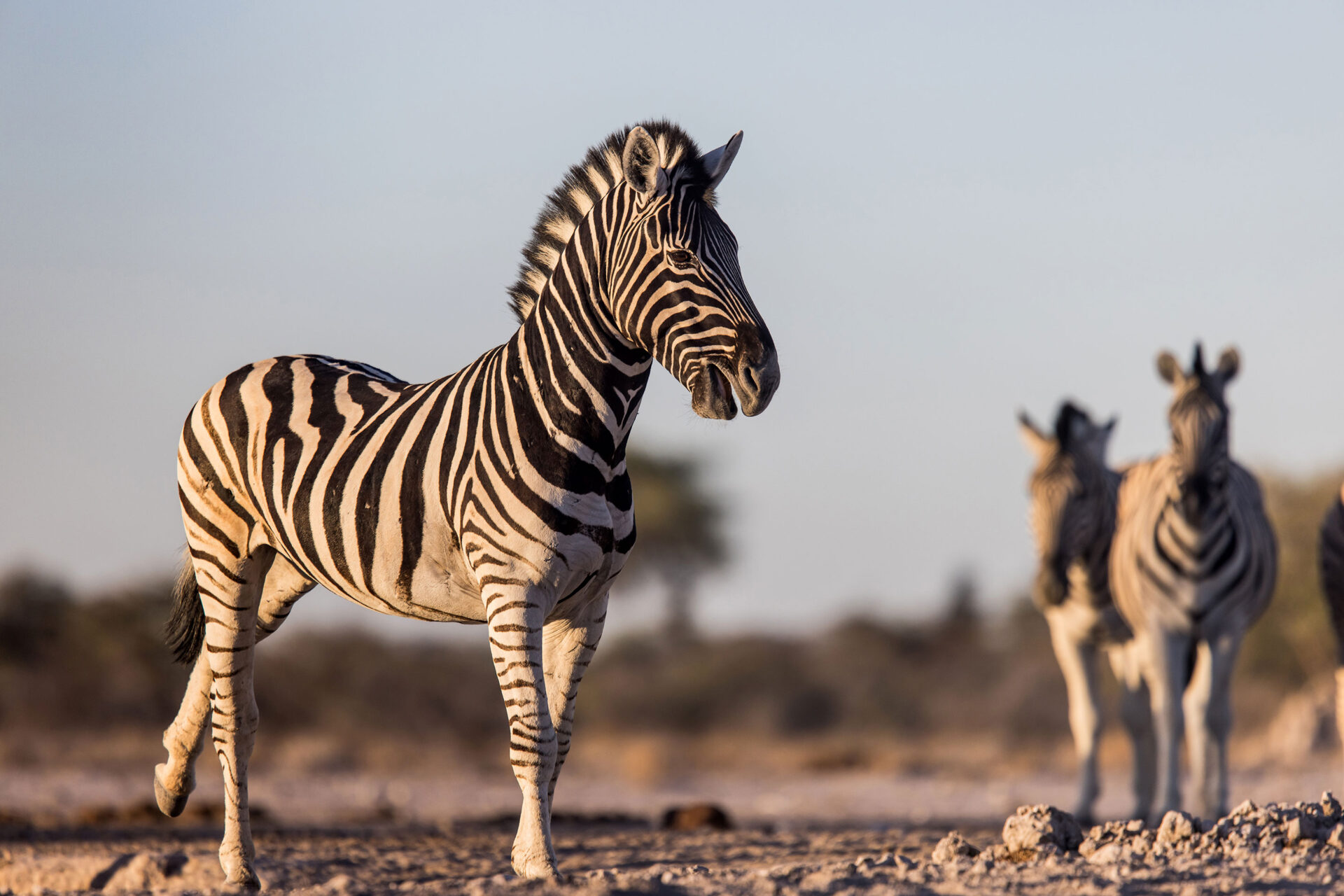 Low angle view of zebras at the Onkolo Hide in Onguma Private Reserve, Namibia