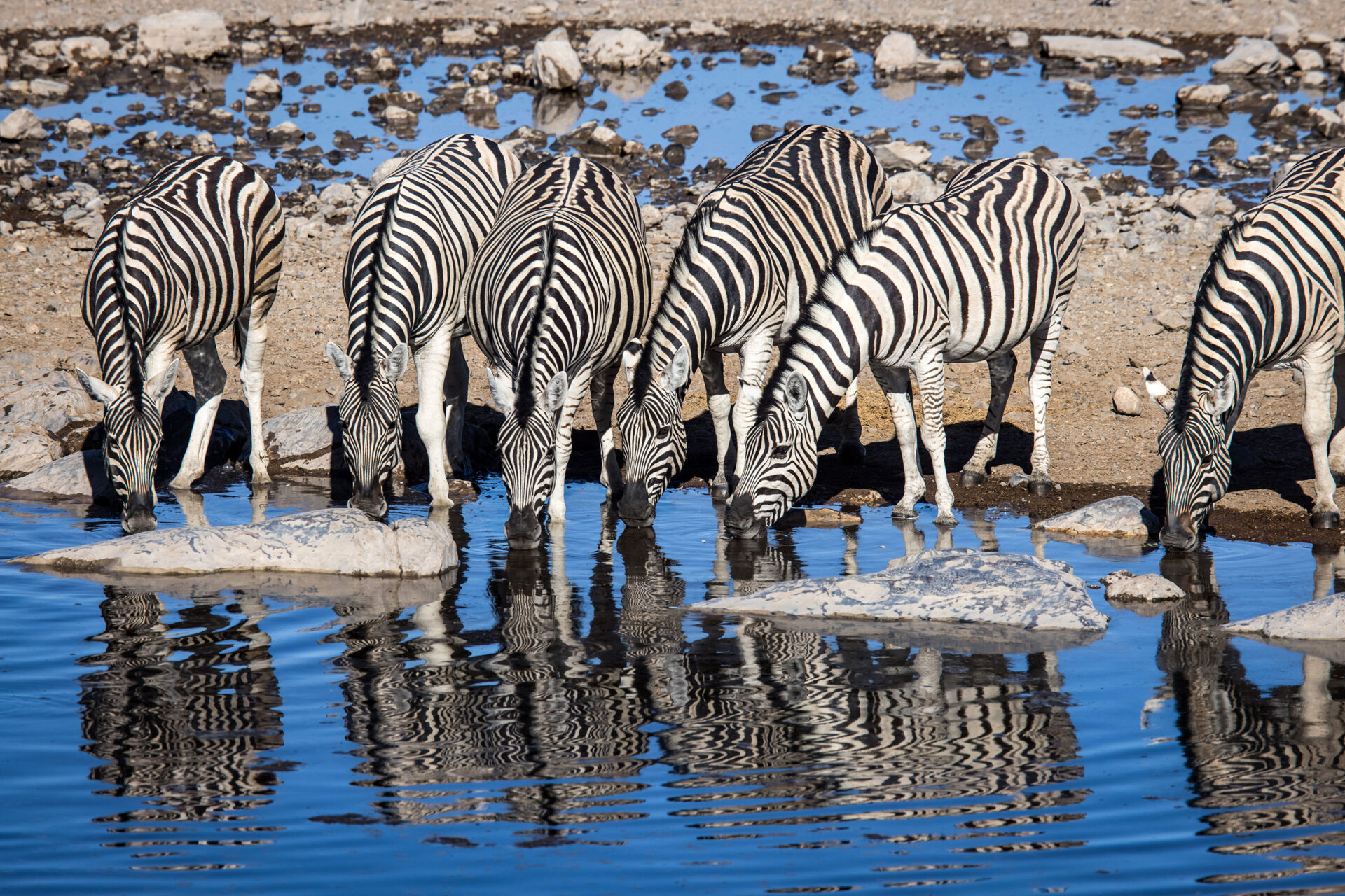 Rerflection of zebras drinking at the Halali waterhole in Etosha National Park, Namibia
