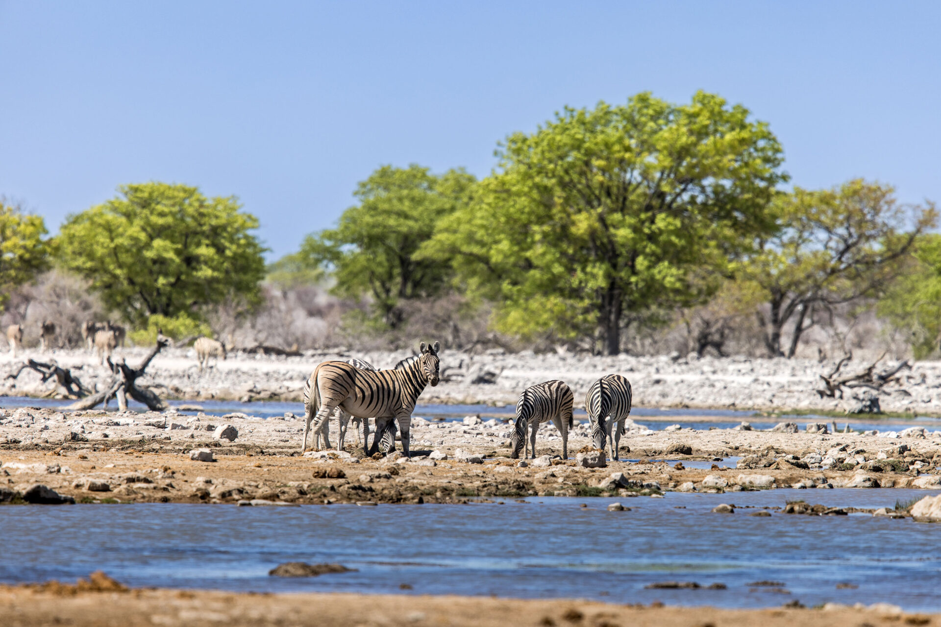 Zebras drinking water at a waterhole in Etosha National Park, Namibia