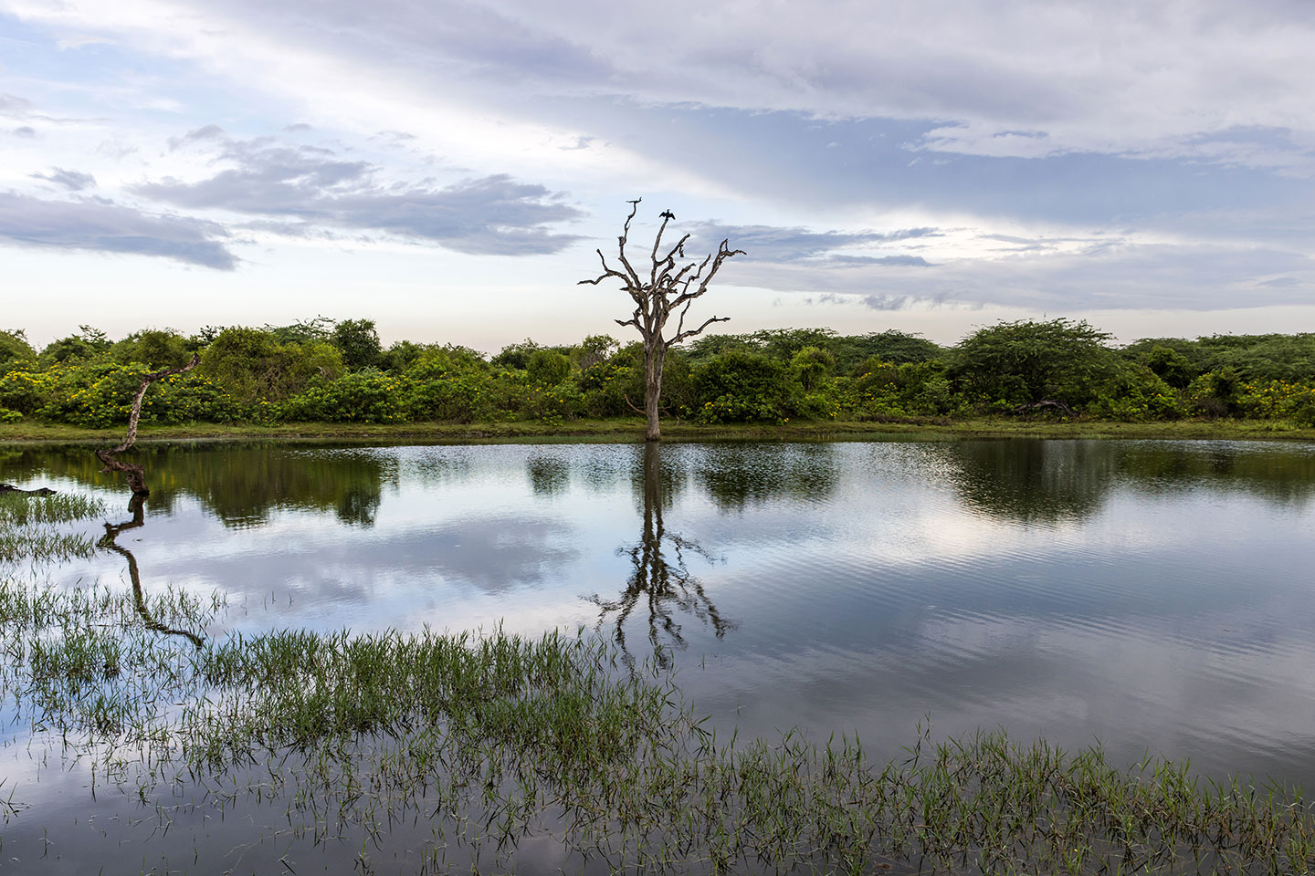 Bundala, Sri Lanka Bundala National Park wetlands, Sri Lanka