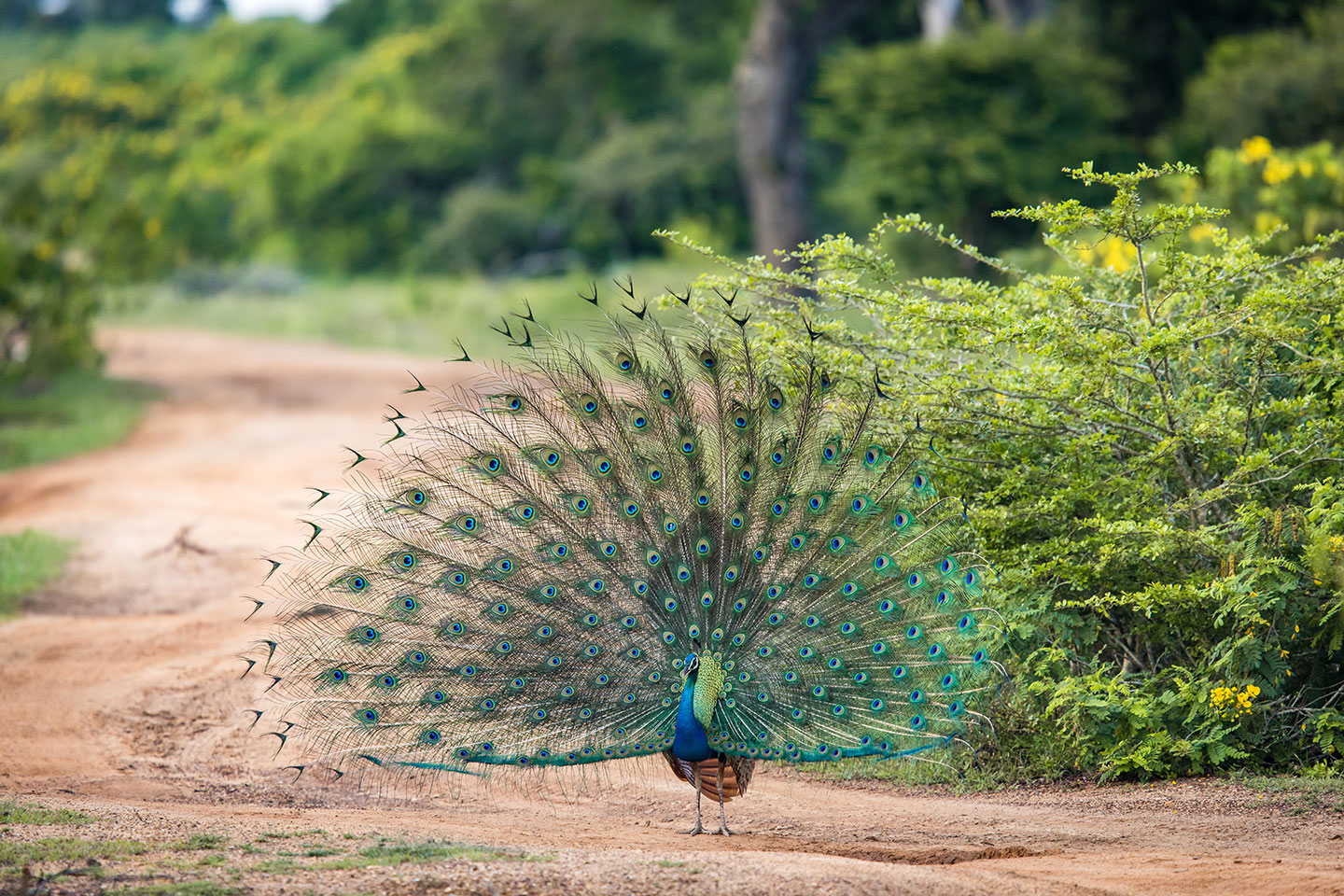 Yala National Park, Sri Lanka Peacock with its feather open in Yala National Park, Sri Lanka