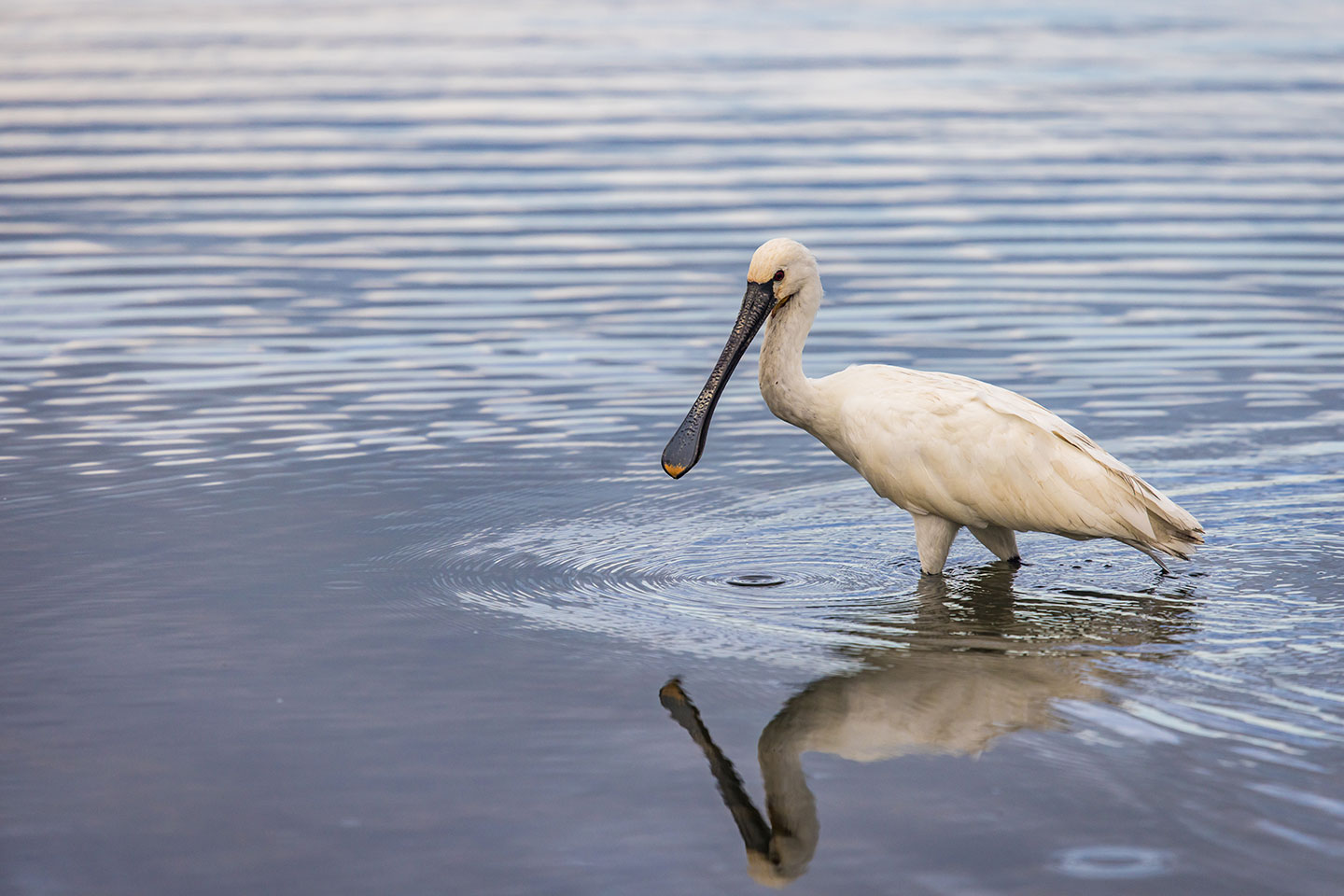 Bundala National Park, Sri Lanka White spoonbill in Bundala, Sri Lanka