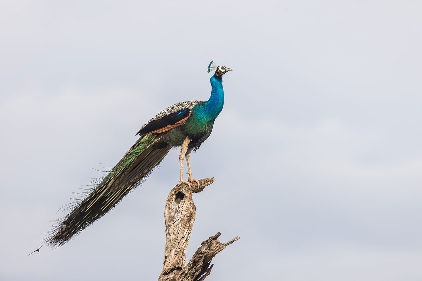 Yala National Park, Sri Lanka Male peacock on a branch in Sri Lanka