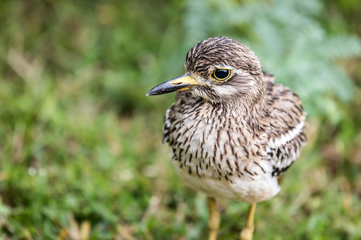 Bundala National Park, Sri Lanka Birding in Bundala National Park, Sri Lanka