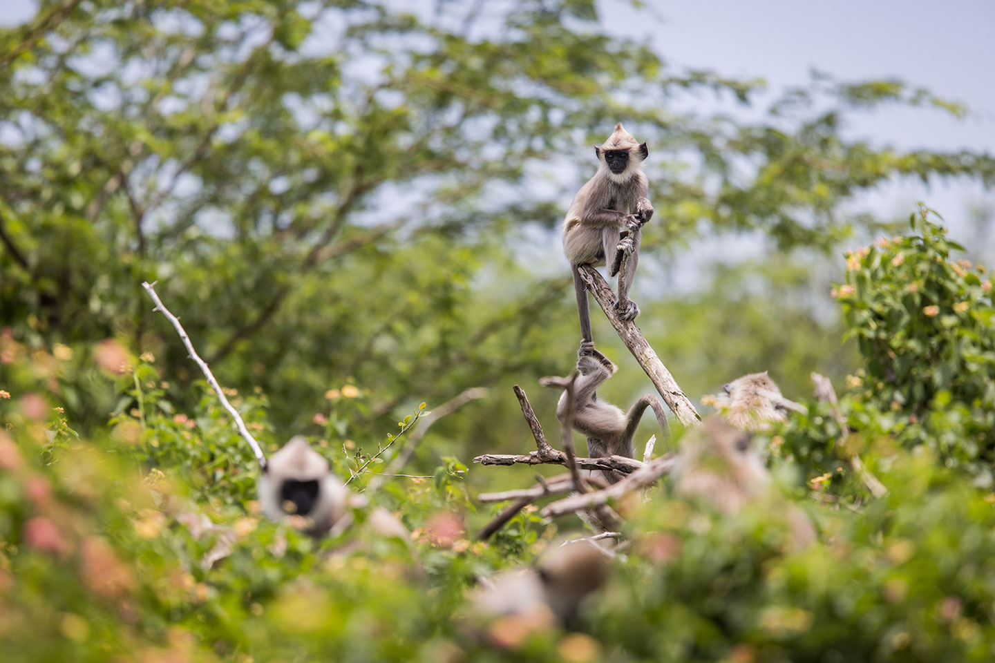 Yala National Park, Sri Lanka Grey langus monkeys in tree in Yala, Sri Lanka