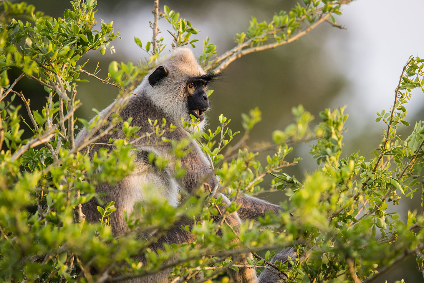 Yala National Park, Sri Lanka Grey langur in Yala, Sri Lanka