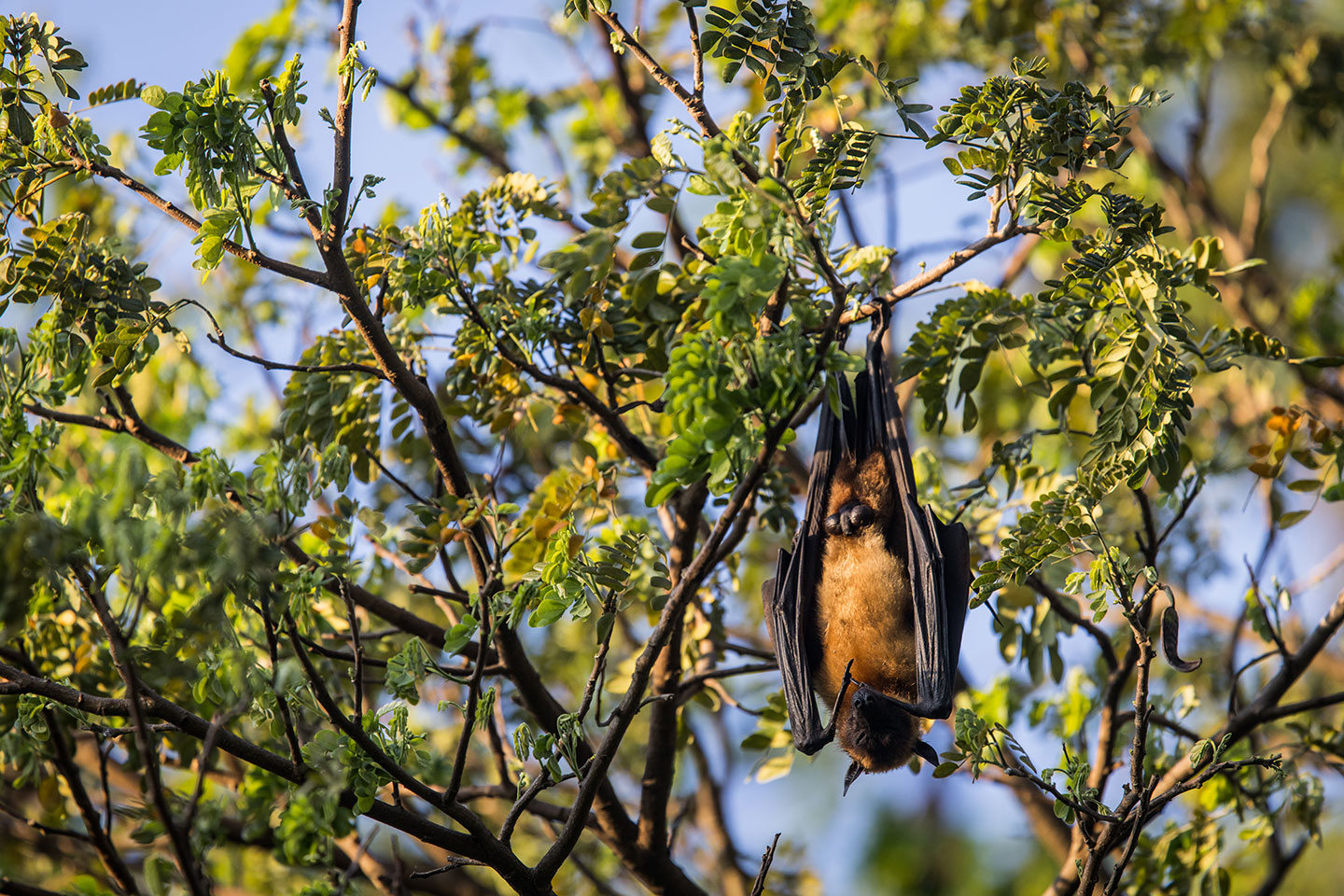 Tissamaharama, Sri Lanka Fruit bats hanging on a tree in Sri Lanka