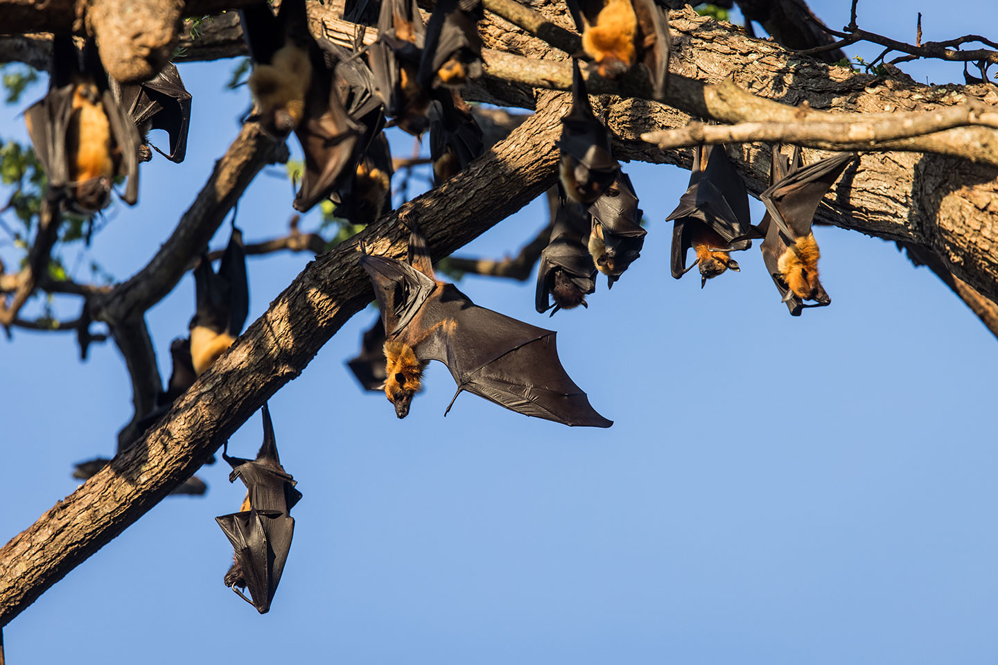 Tissamaharama, Sri Lanka Fruit bats in Tissa, Sri Lanka