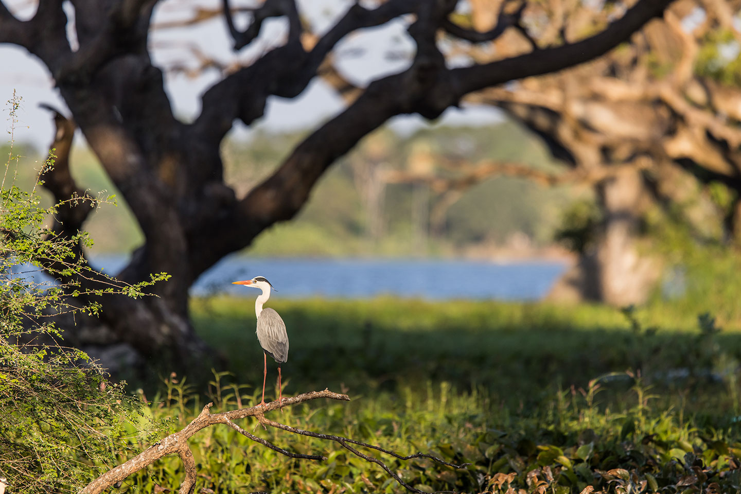 Tissamaharama, Sri Lanka Grey heron at a lake in Sri Lanka