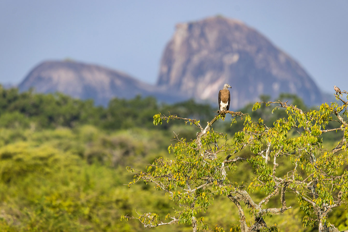 Yala National Park, Sri Lanka Fish eagle in Yala National Park, Sri Lanka