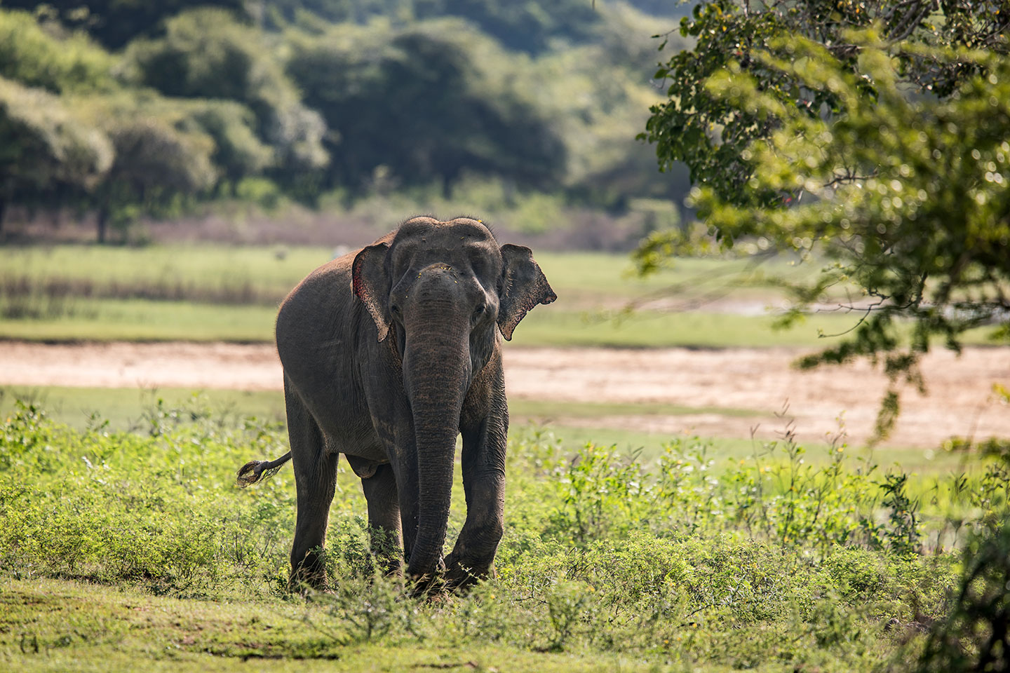 Yala National Park, Sri Lanka Asian elephant in Yala National Park, Sri Lanka