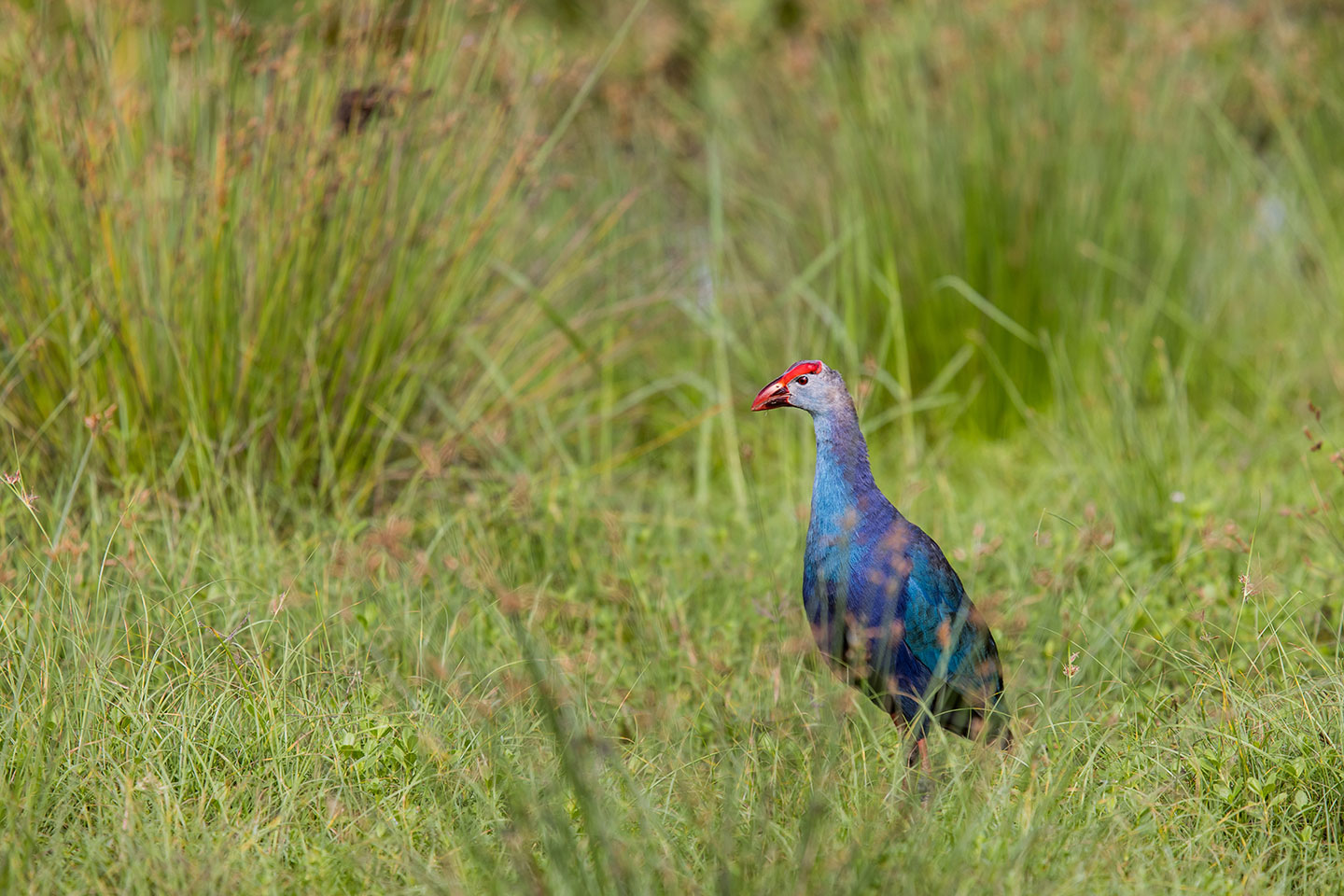 Bundala National Park, Sri Lanka Blue swamphen in Bundala National Park, Sri Lanka