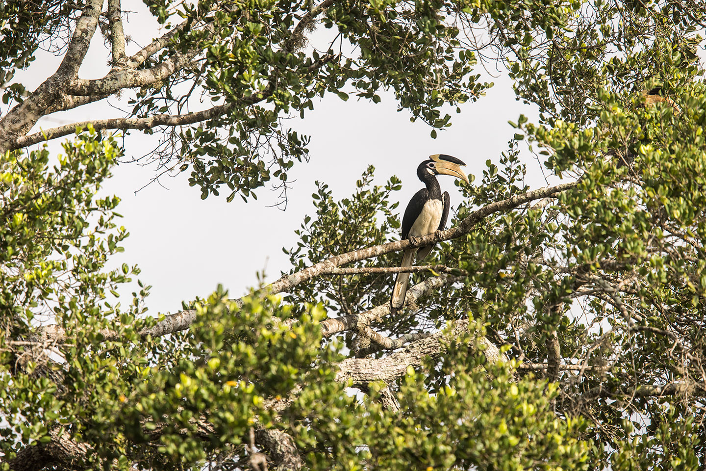 Yala National Park, Sri Lanka Malabar pied hornbill in Yala National Park, Sri Lanka
