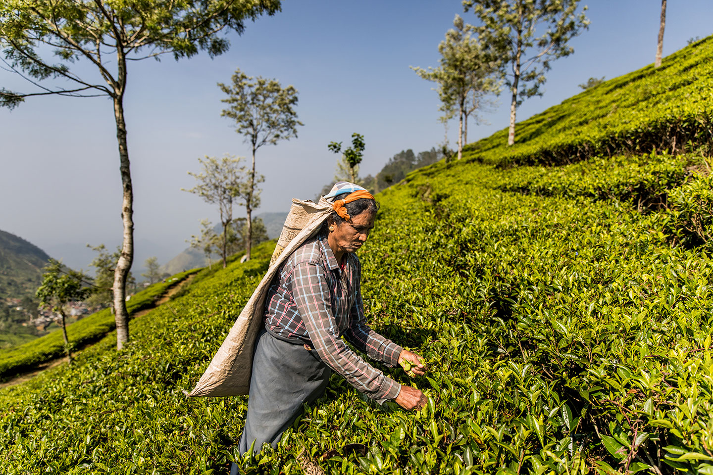 Haputale, Sri Lanka Lipton's seat tea workers near Haputale, Sri Lanka