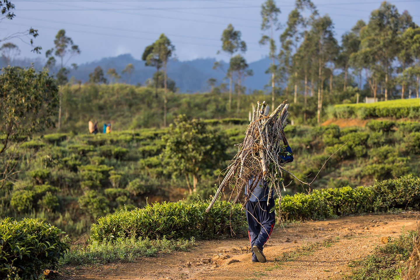 Nuwara Eliya, Sri Lanka Tea plantations of Edinburgh near Nuwara Eliya, Sri Lanka