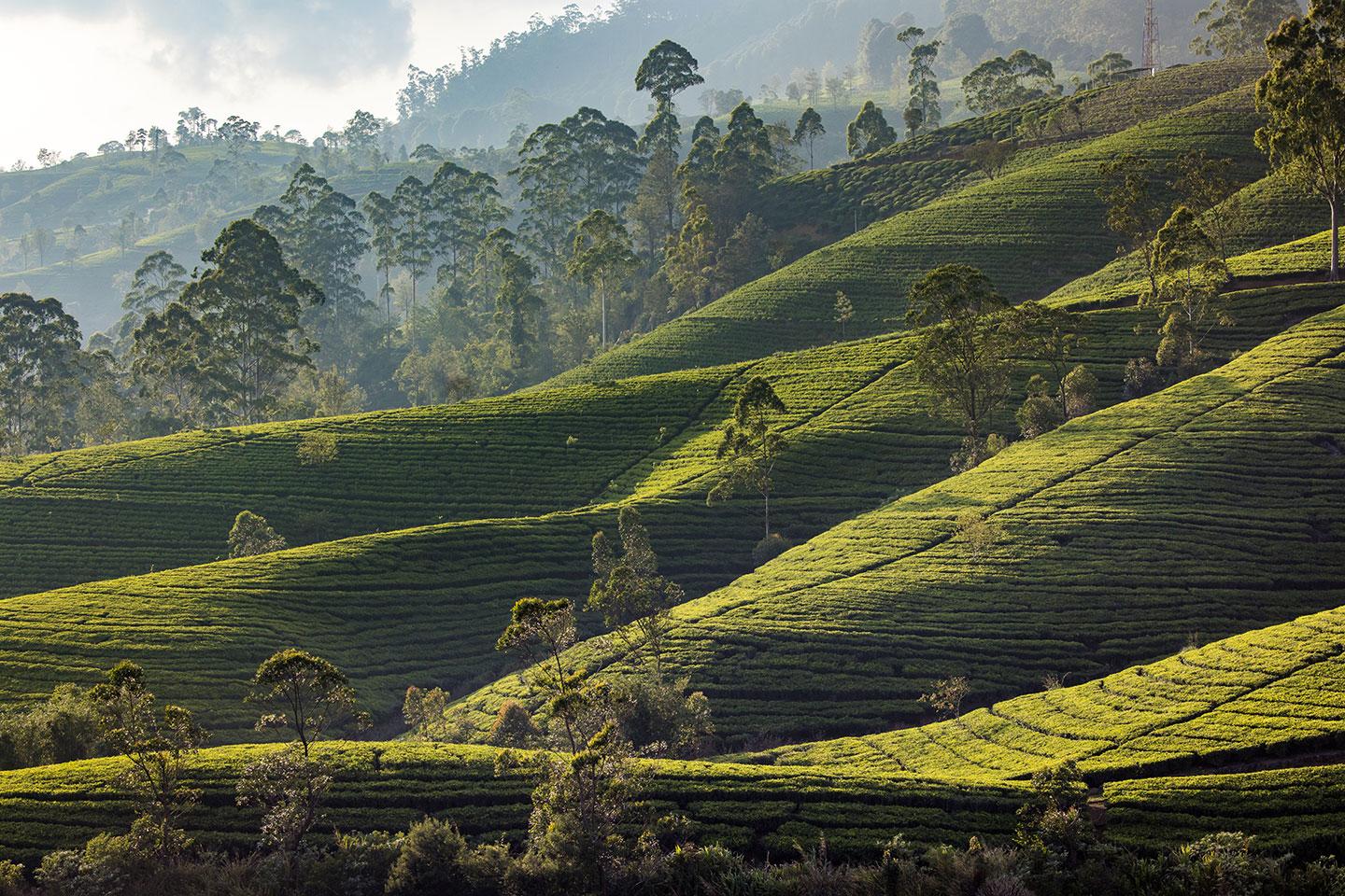 Nuwara Eliya, Sri Lanka Tea fields near Nuwara Eliya at sunset