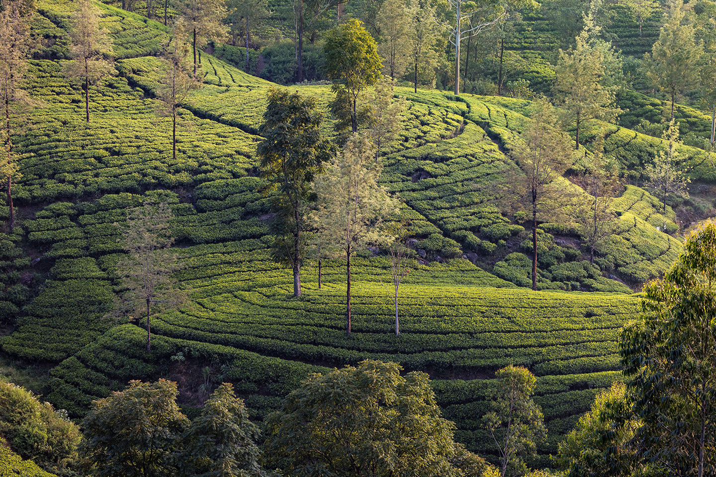 Nuwara Eliya, Sri Lanka Rolling hills with tea plantations near Nuwara Eliya, Sri Lanka