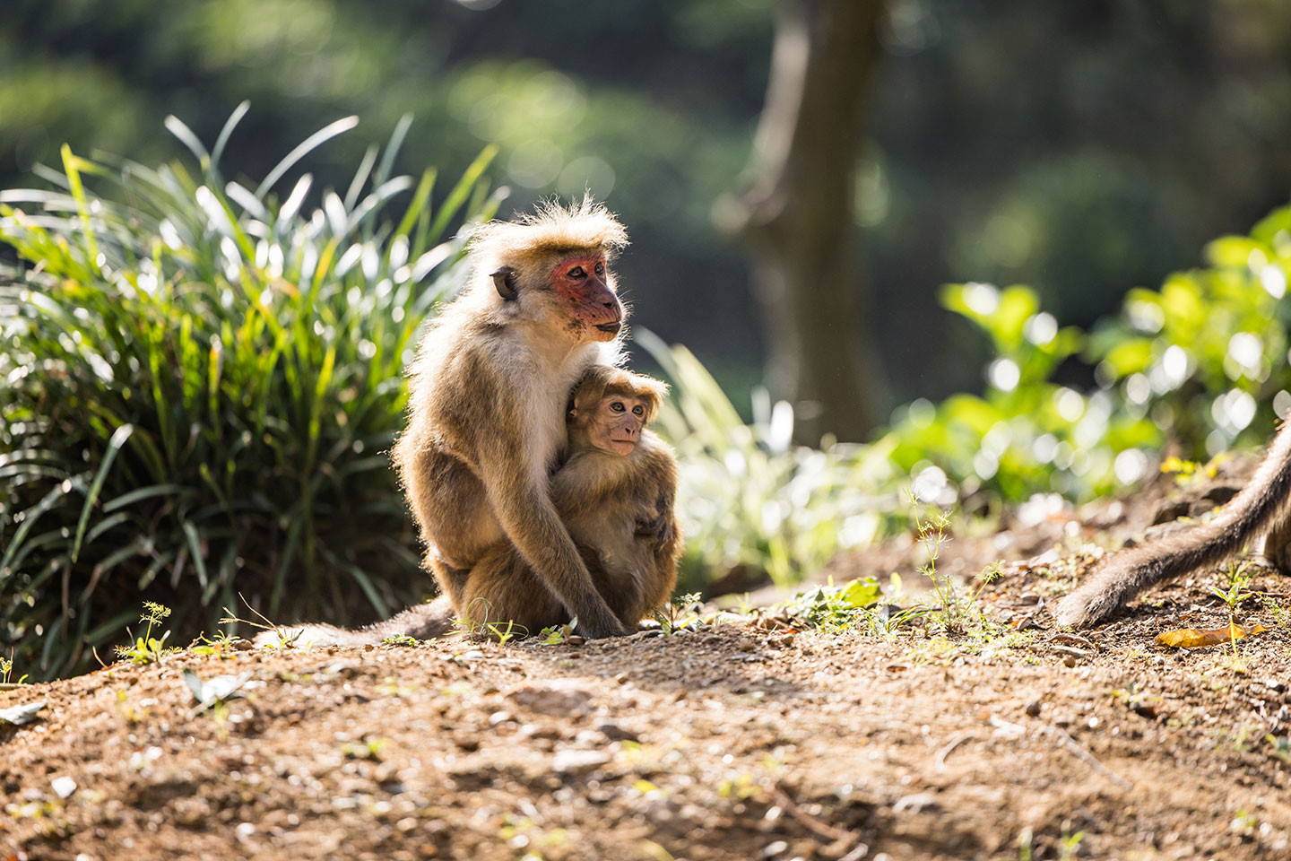 Nuwara Eliya, Sri Lanka Toque macaque mother with baby in Sri Lanka